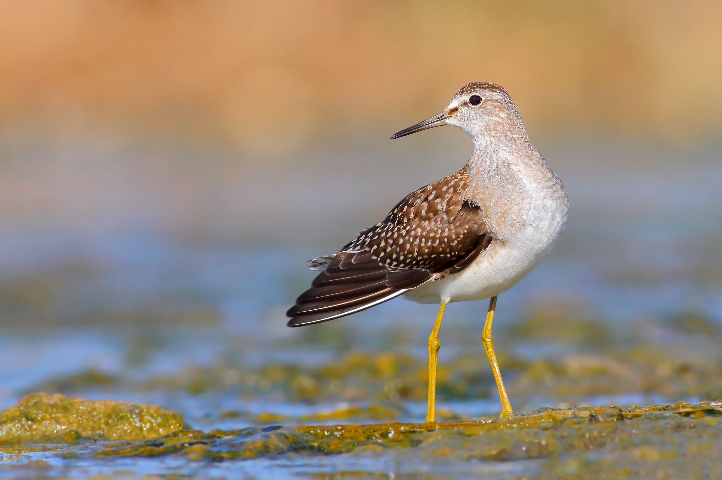 Wood Sandpiper.