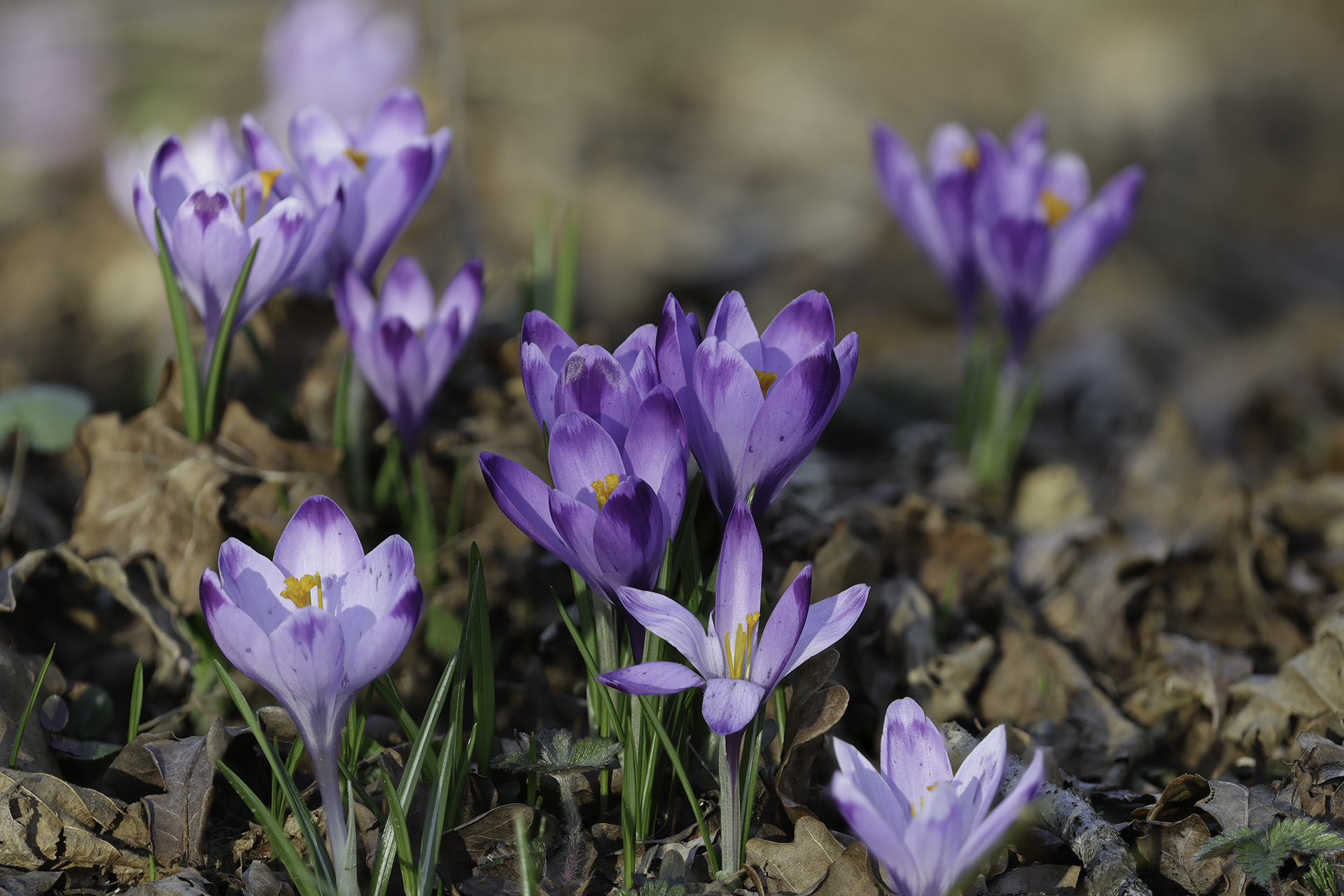 Crocus heufellianus