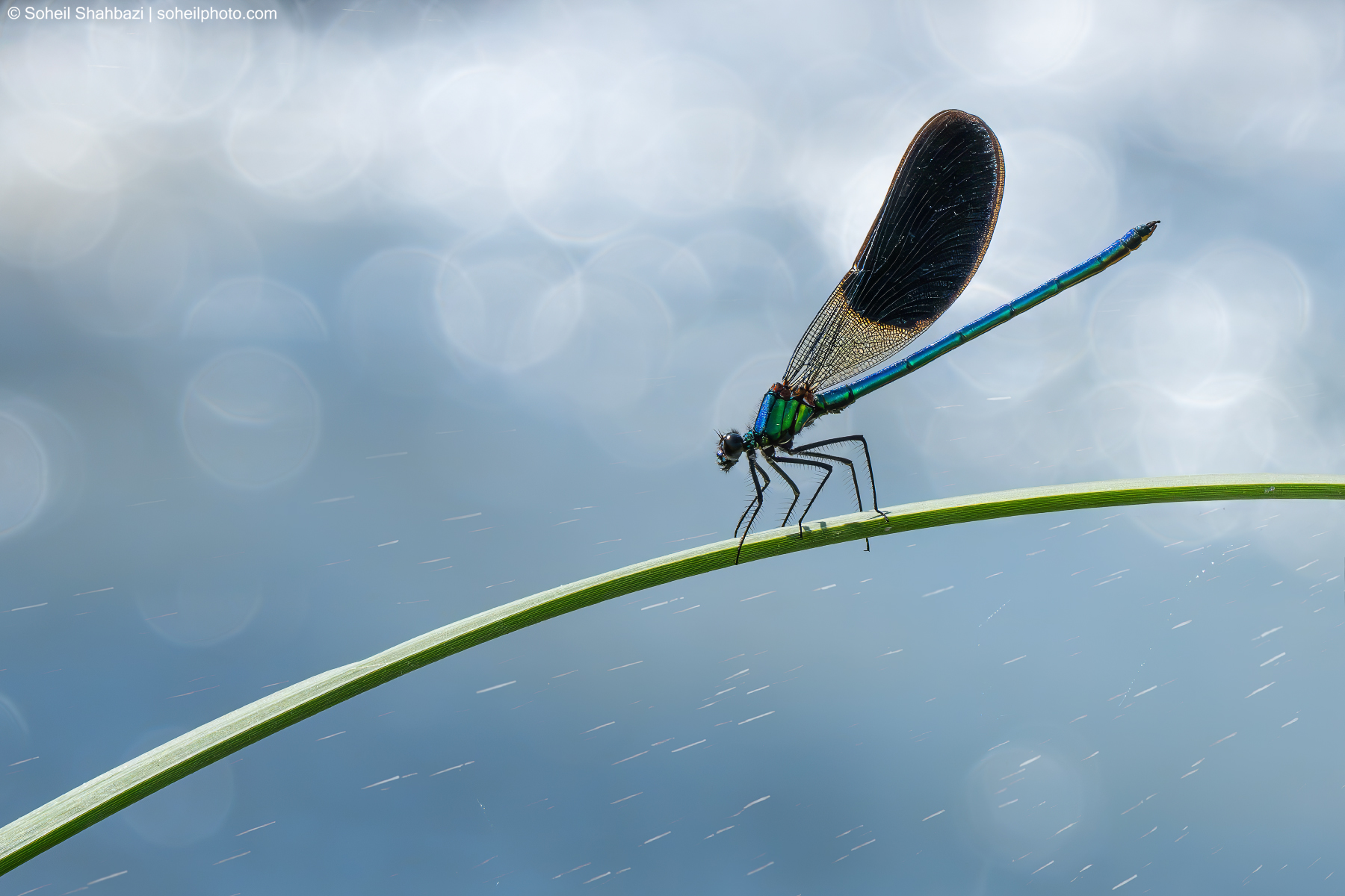 Banded Demoiselle