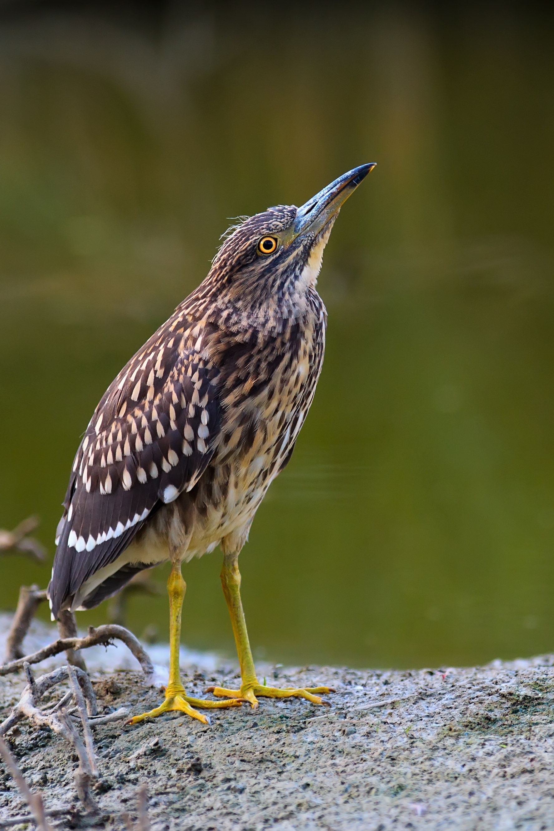Nitticora juvenes ( mi mimetizzo da tarabusino!)