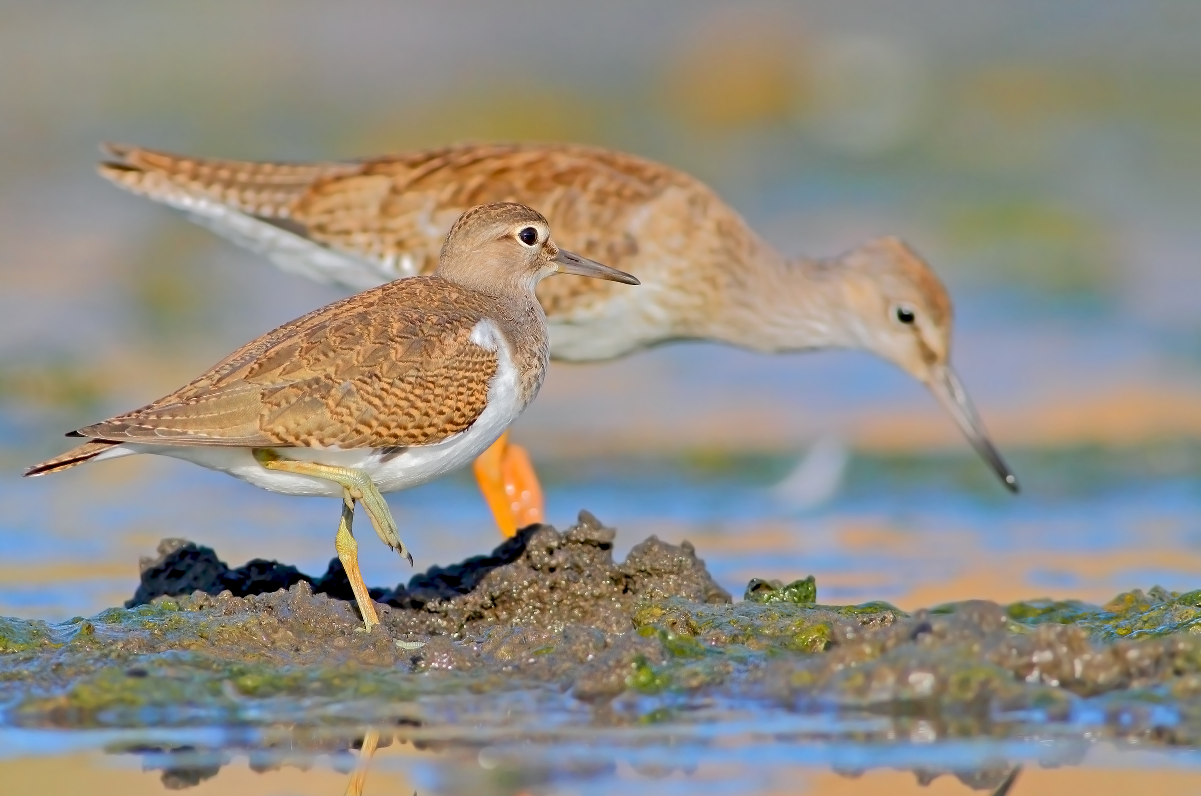 Small Sandpiper.