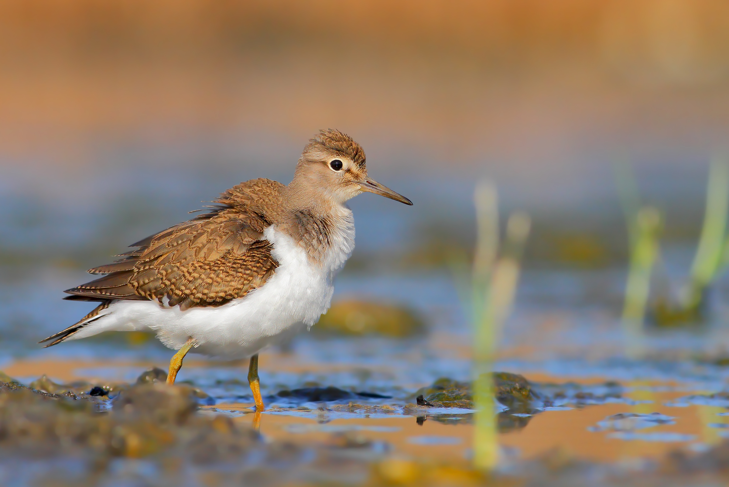 Small Sandpiper.