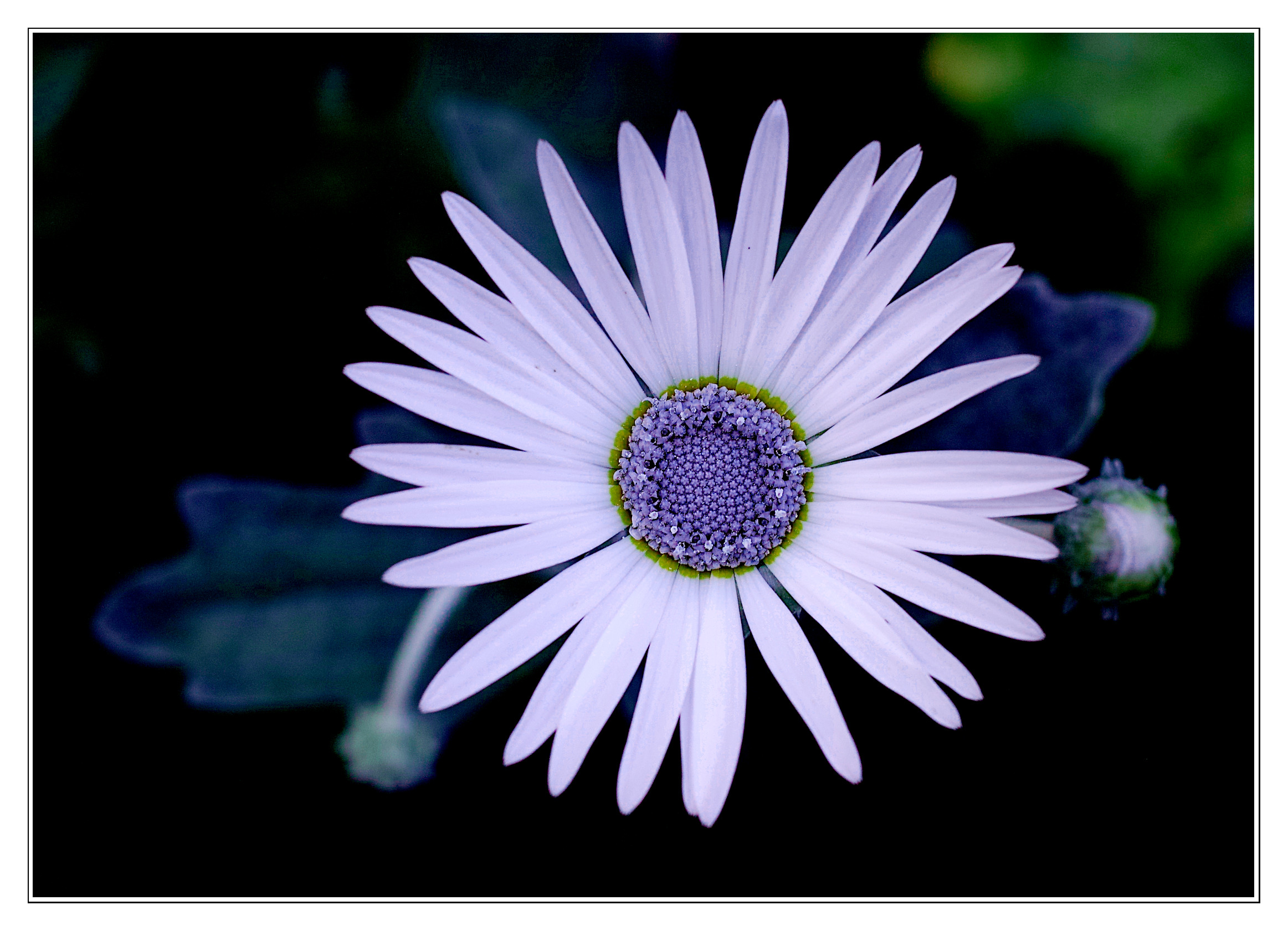 Osteospermum ecklonis (African or Cape Daisy)