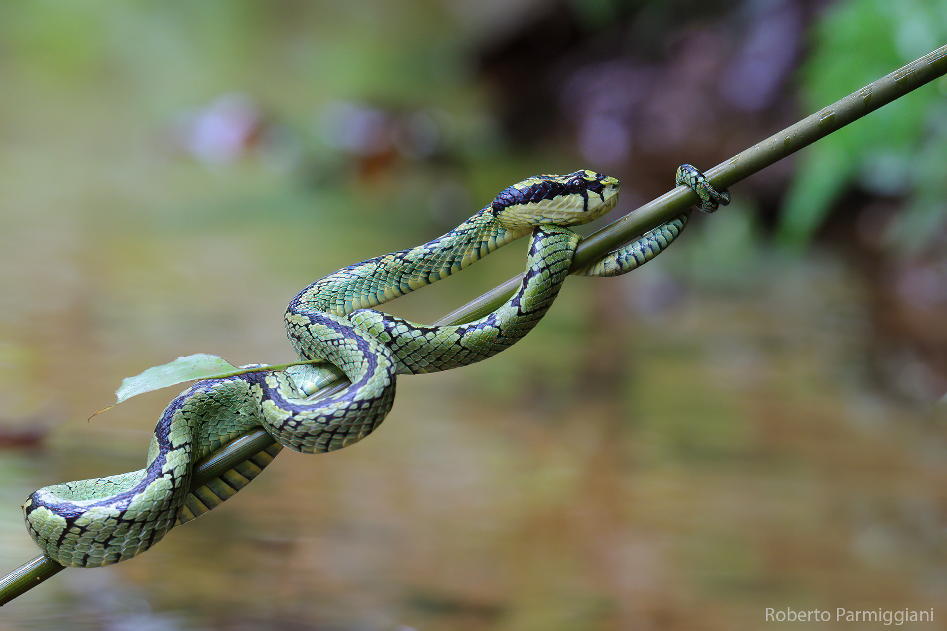 Srilankan green viper