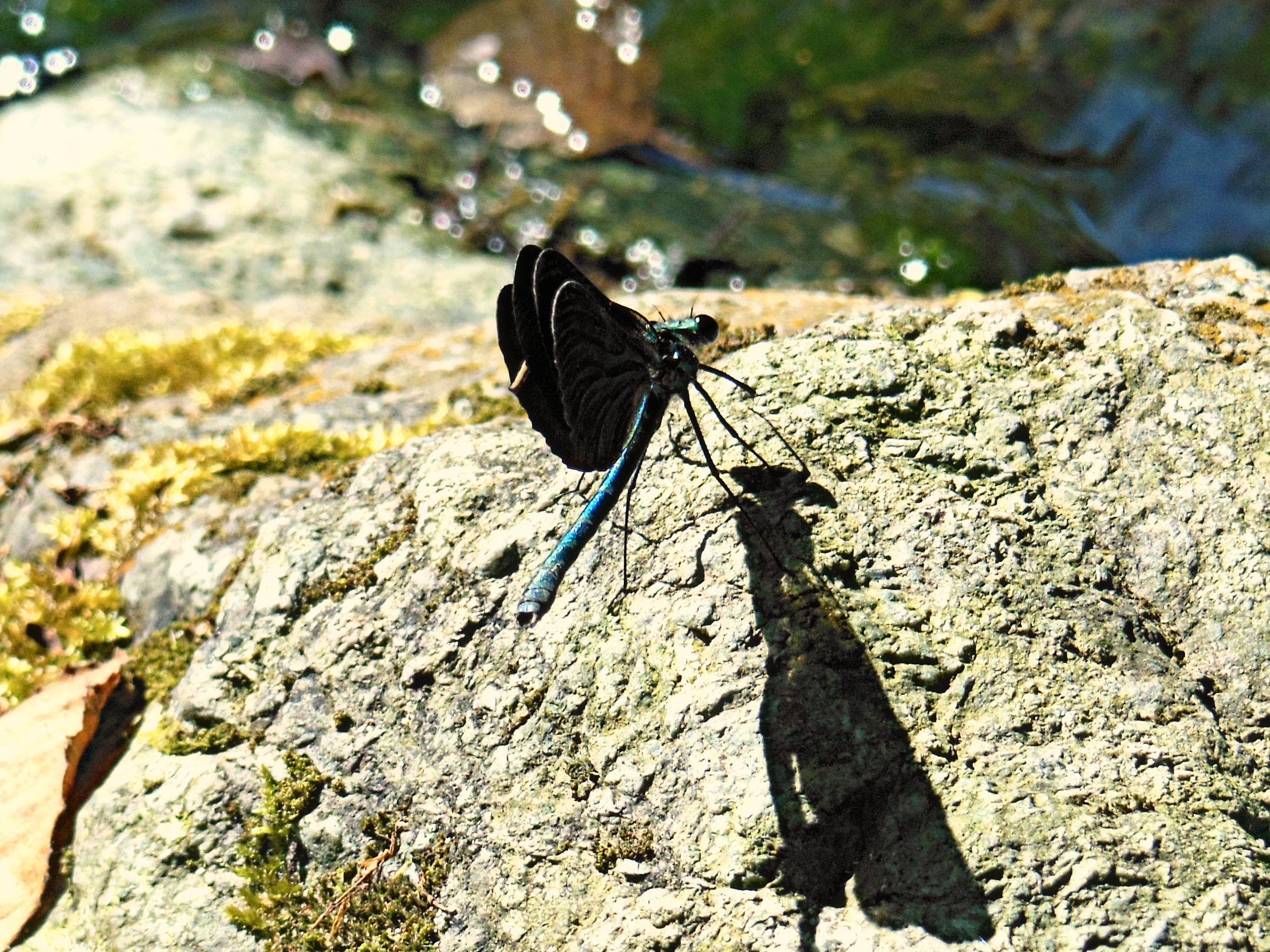 dragonfly