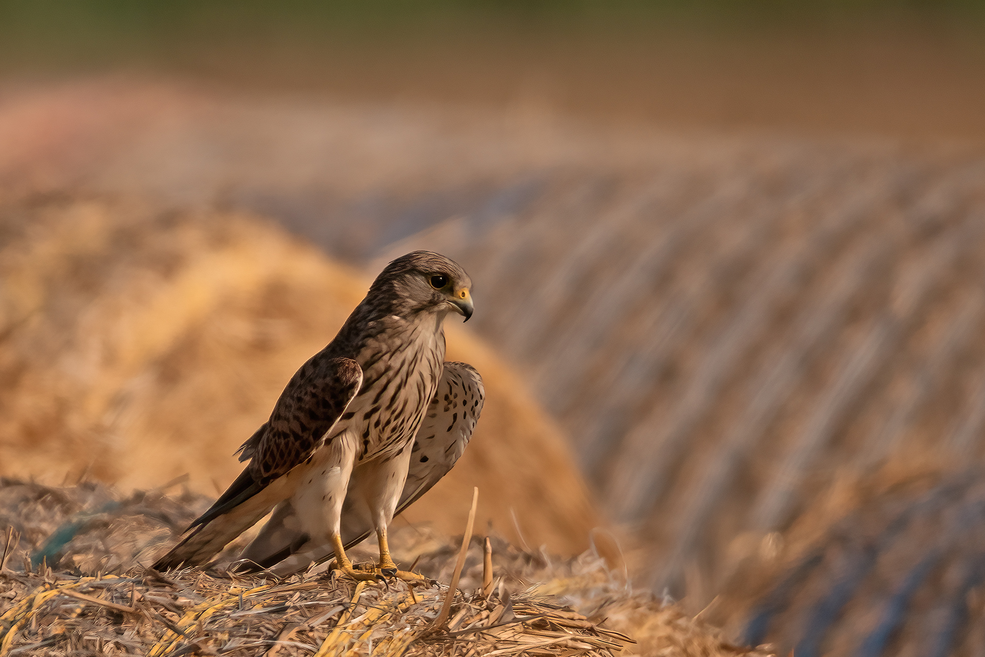 Kestrel