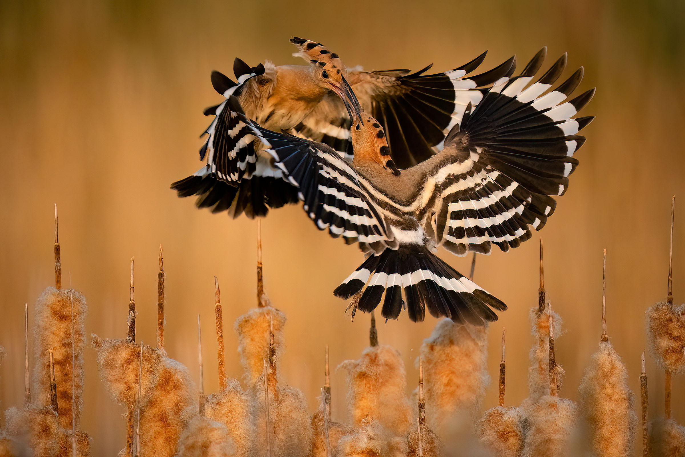 Hoopoe