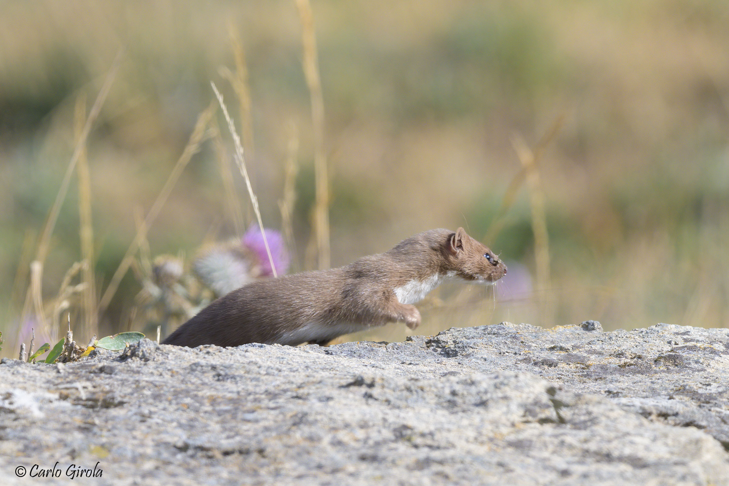 Weasel (Mustela nivalis)