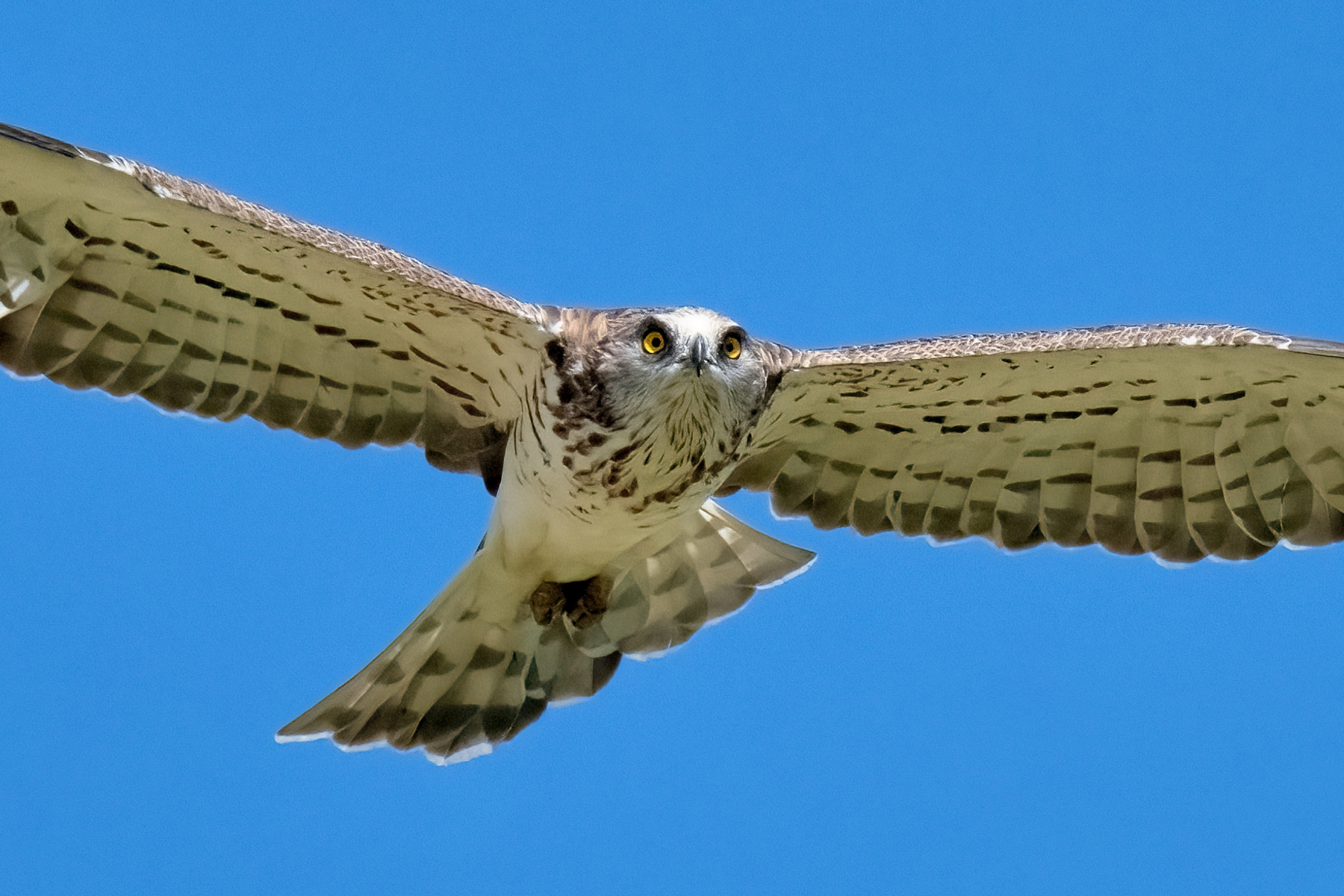 Biancone  (Circaetus gallicus)