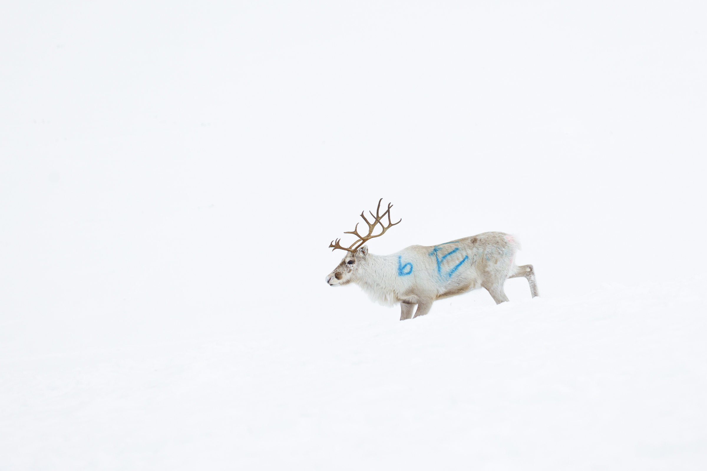 Into the white