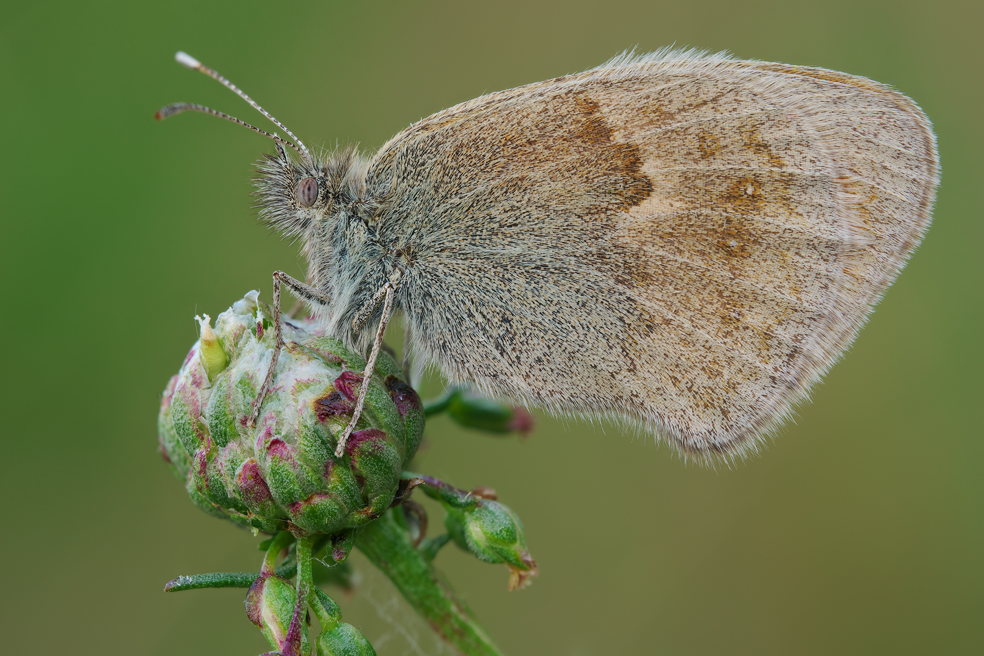 Coenonympha pamphilus