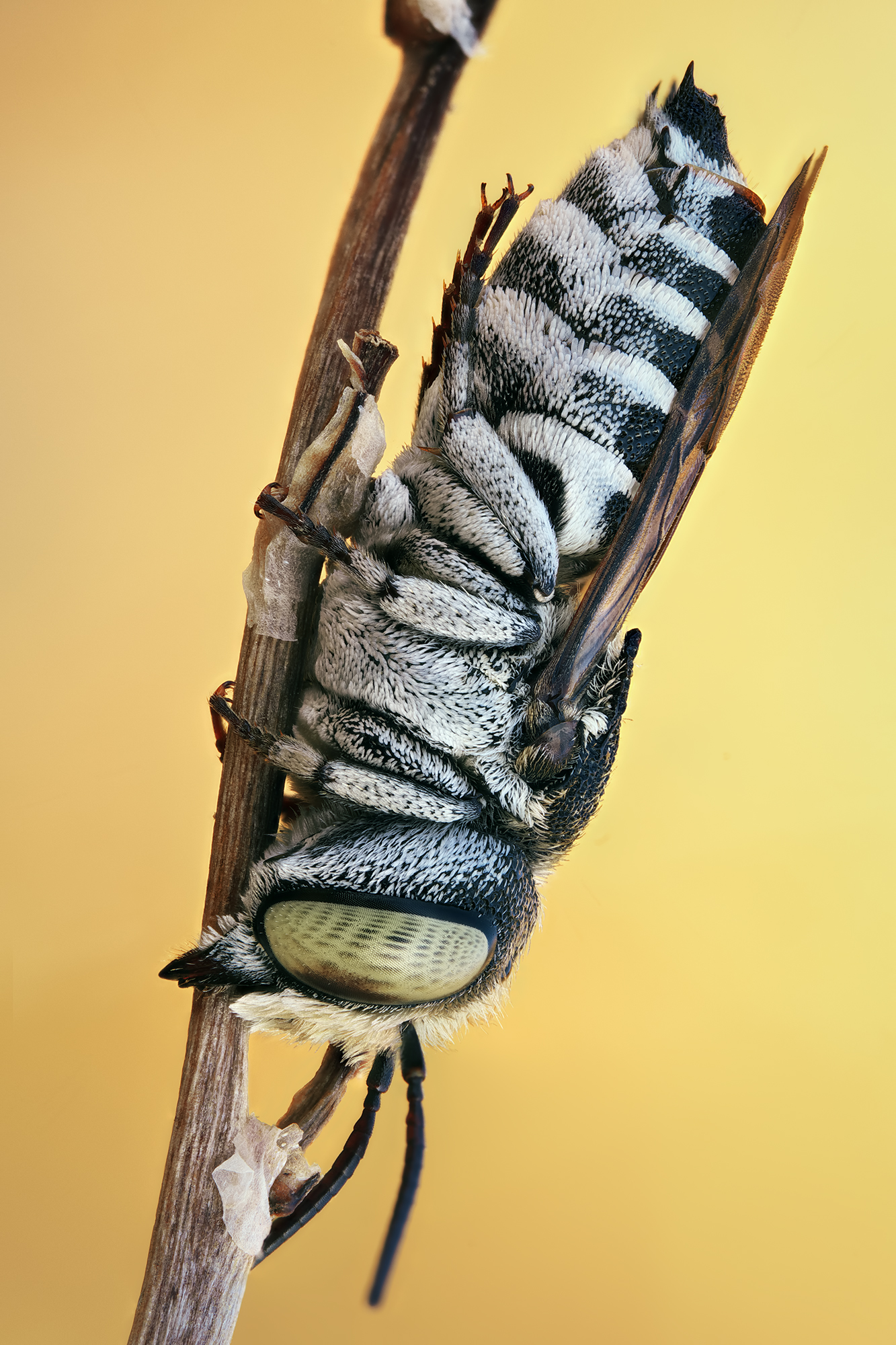 Coelioxys conoideus