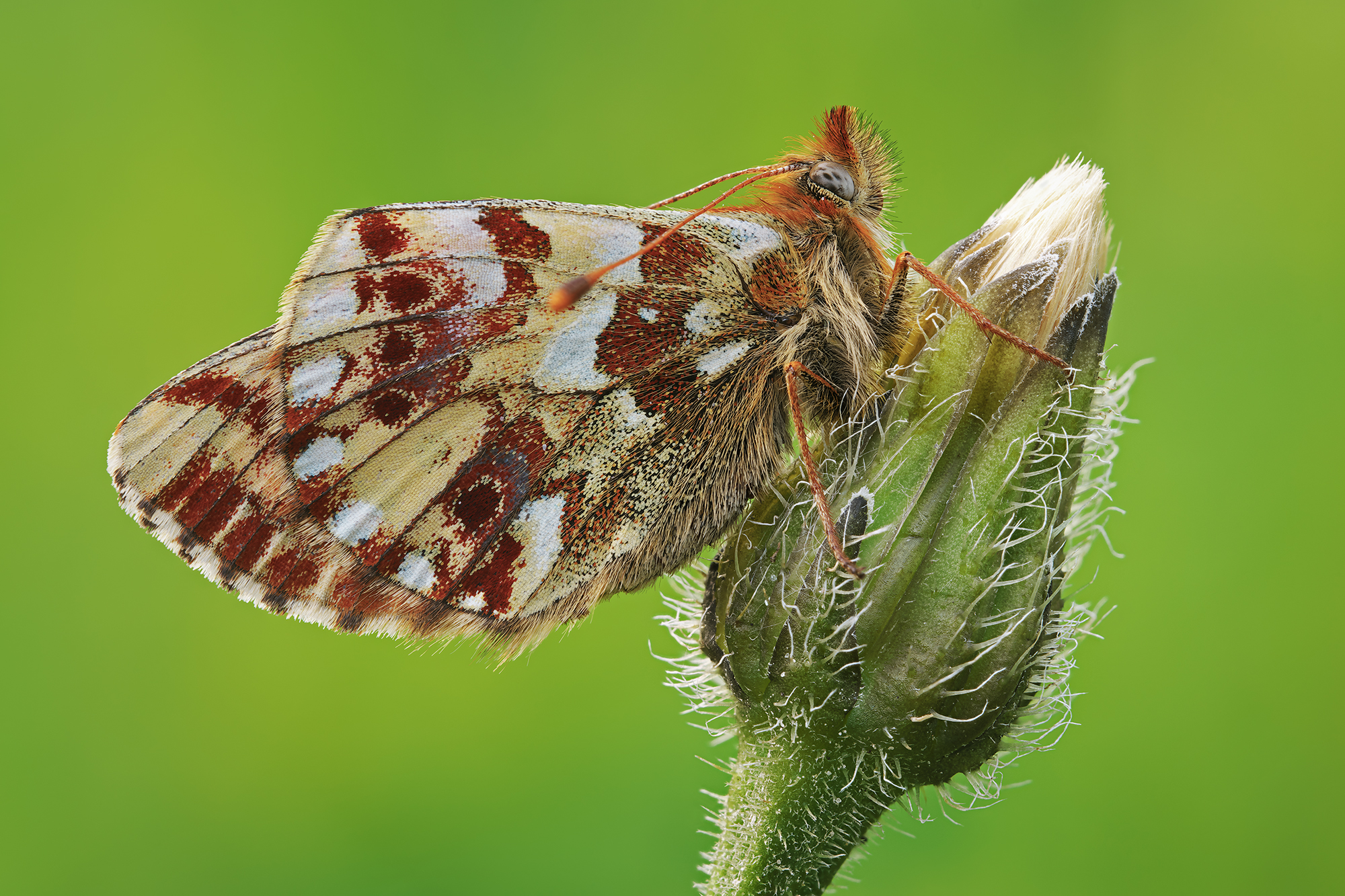 Boloria napaea