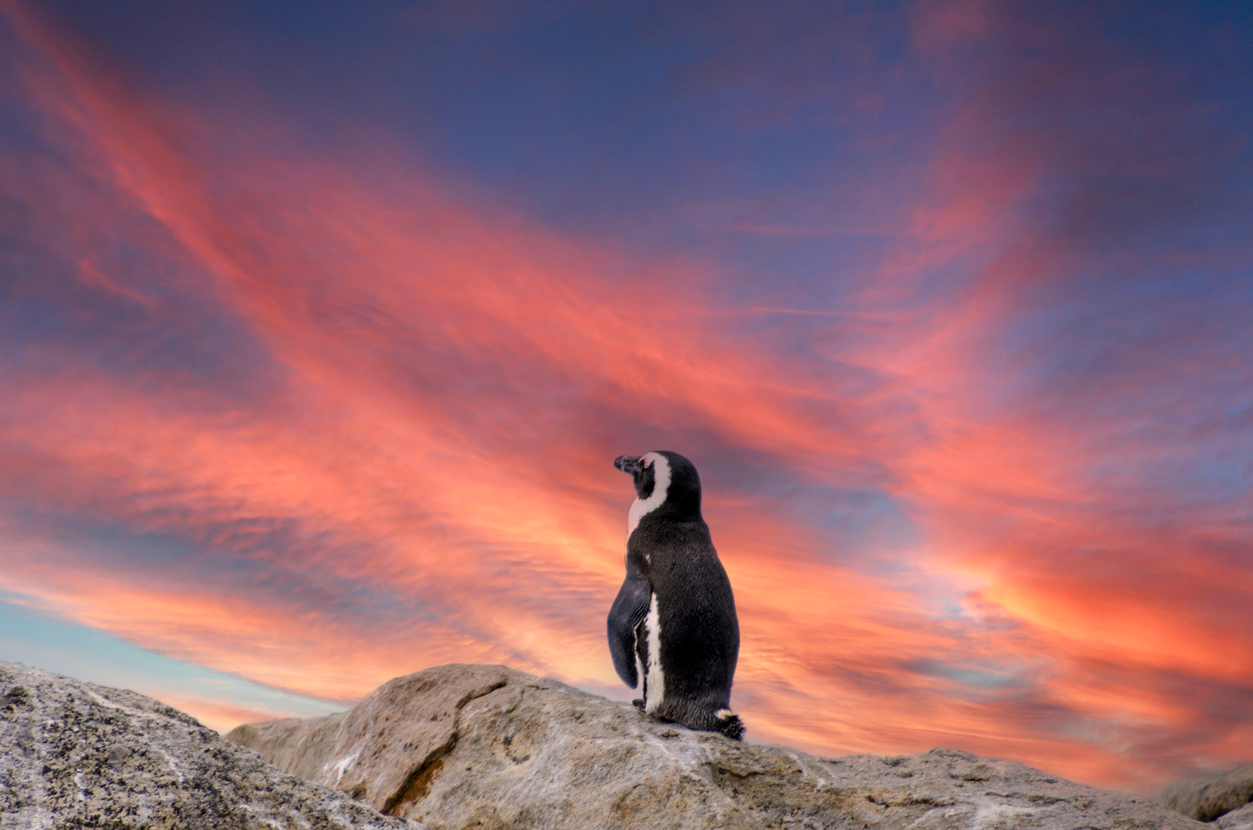 Pinguino del Capo (Sudafrica)