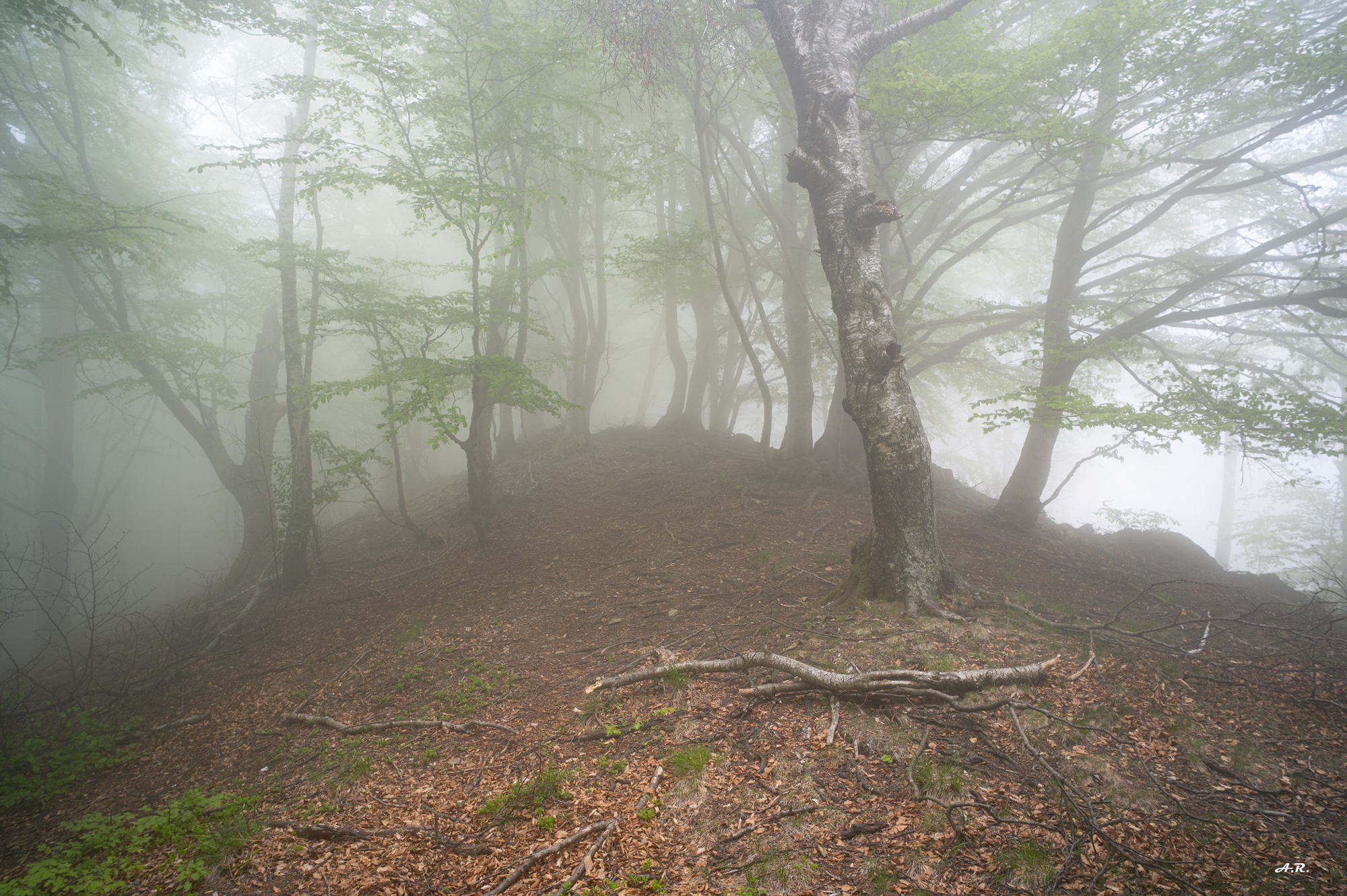 My enchanted woods