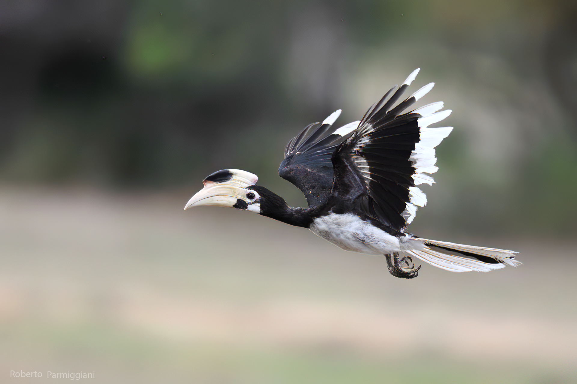Malabar hornbill