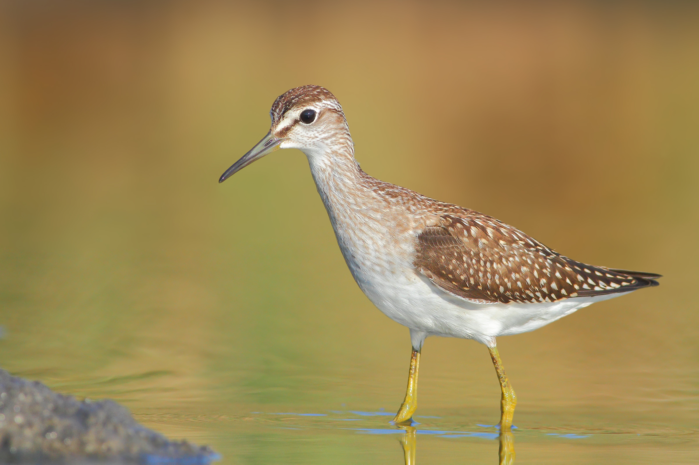 Wood Sandpiper.