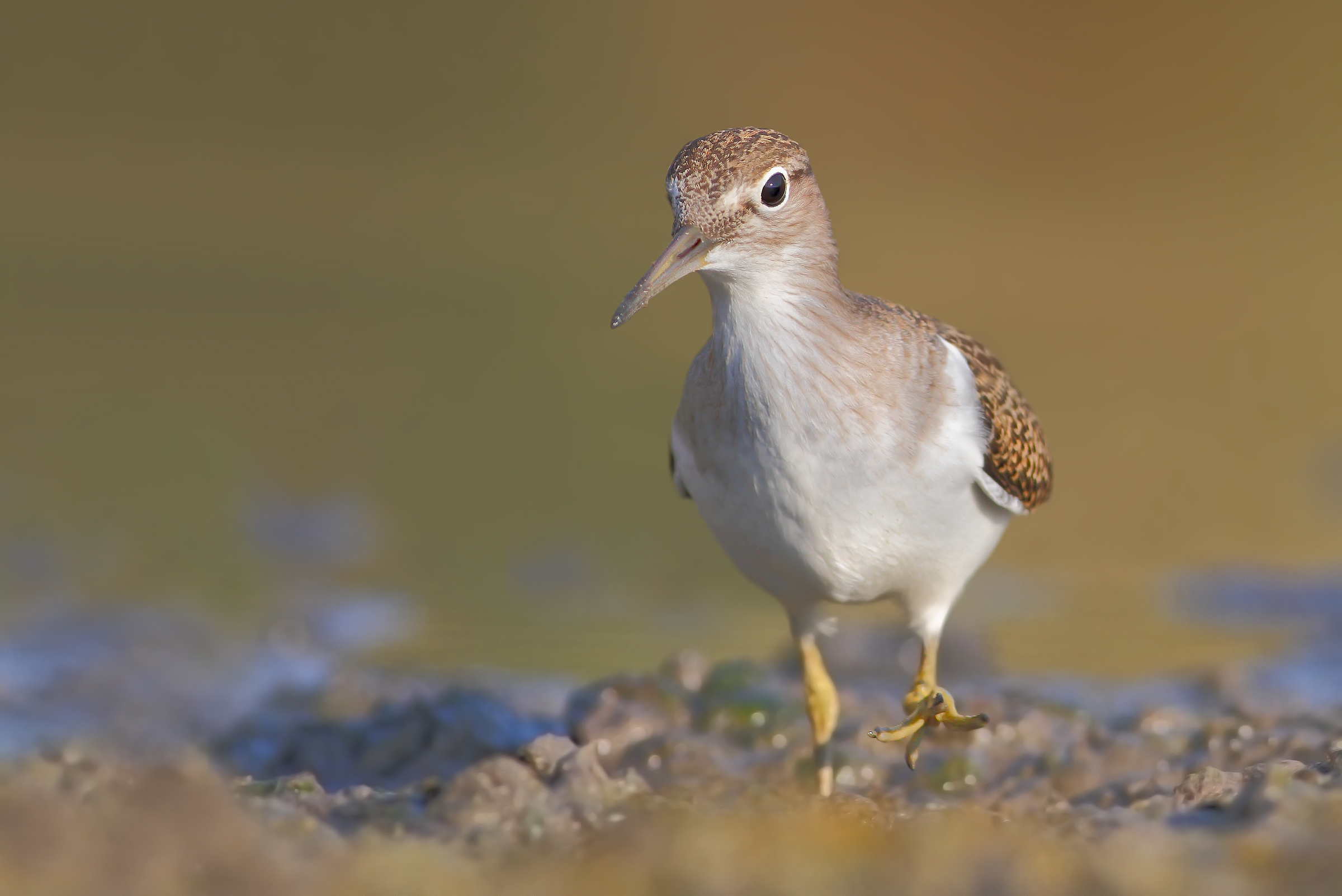 Small Sandpiper.