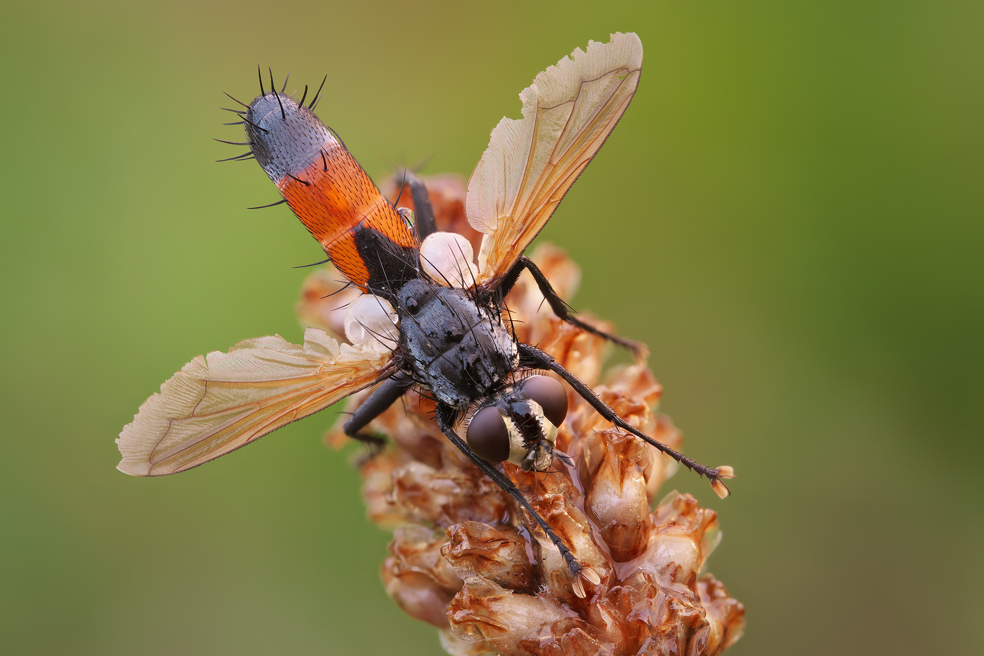 Cylindromyia brassicaria
