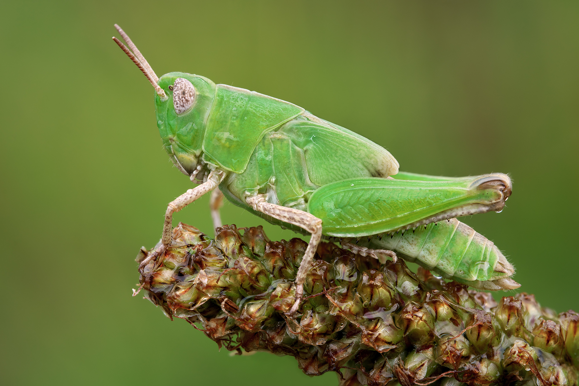 Aiolopus thalassinus