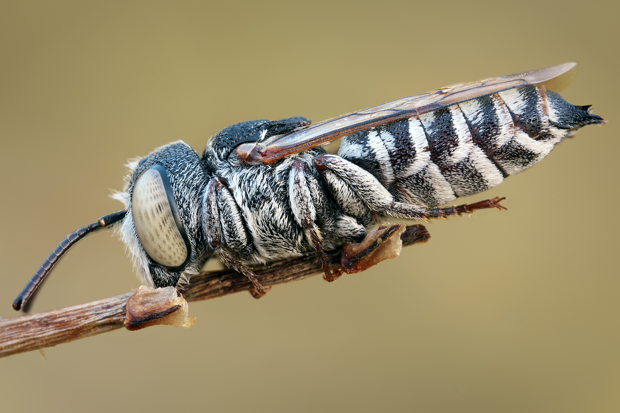 Coelioxys octodentatus