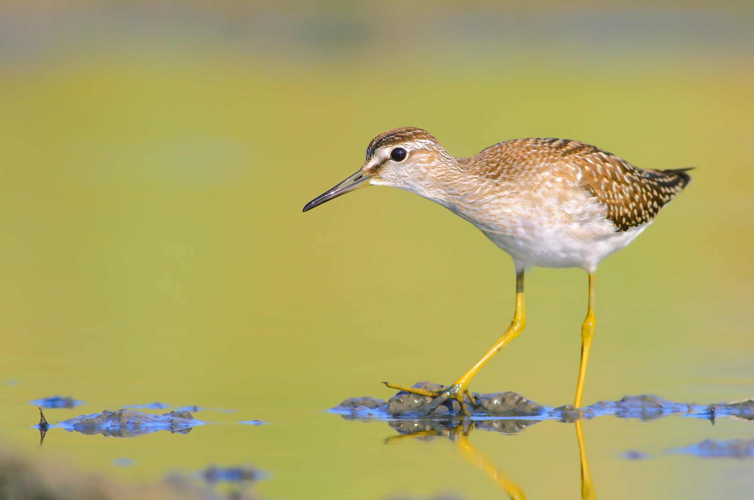 Wood Sandpiper.