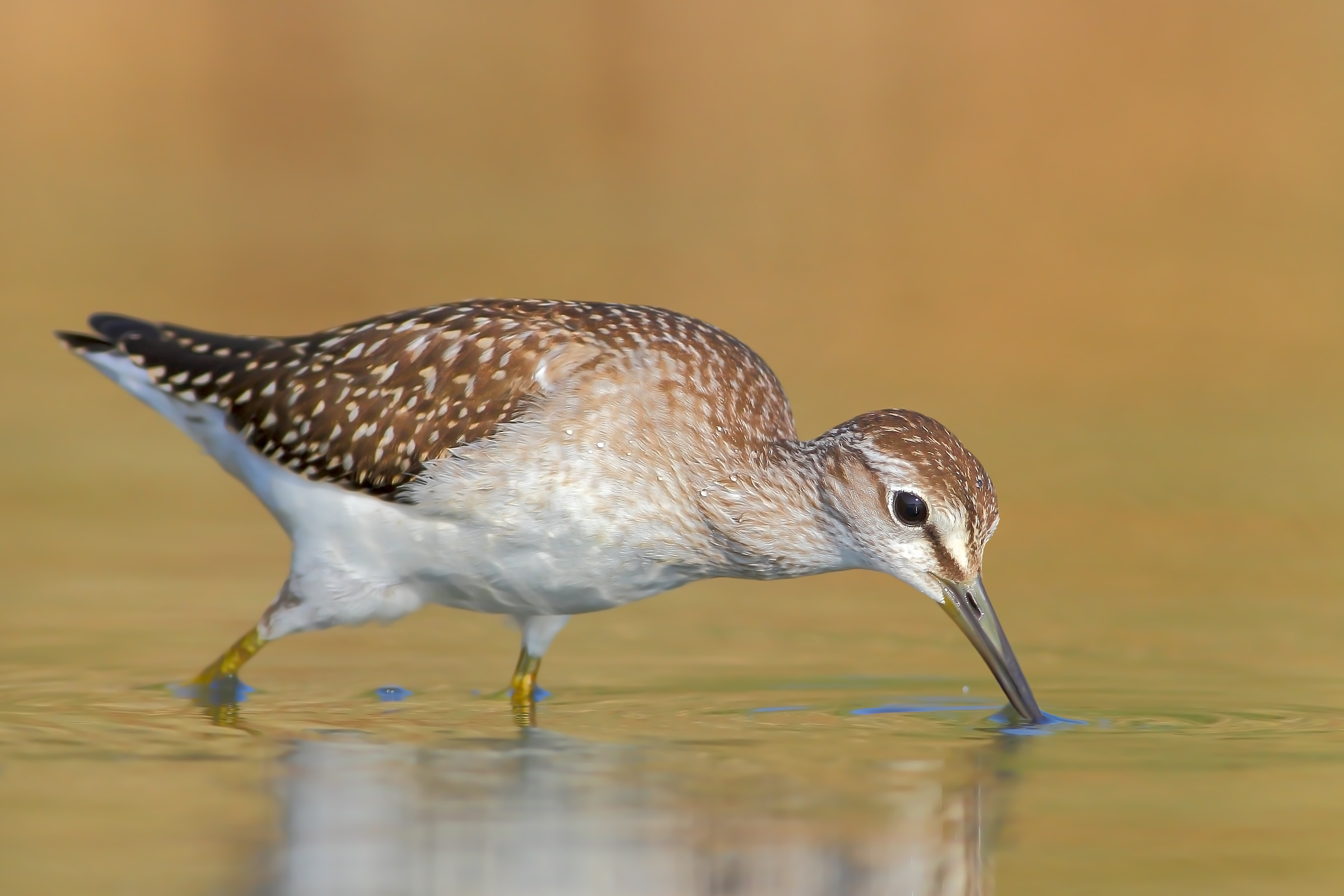 Wood Sandpiper.