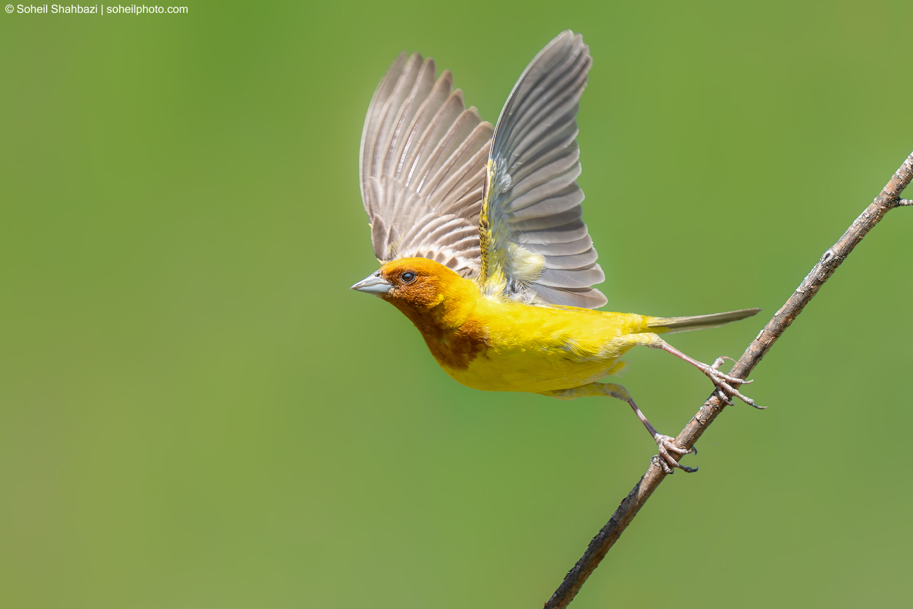 Red headed bunting