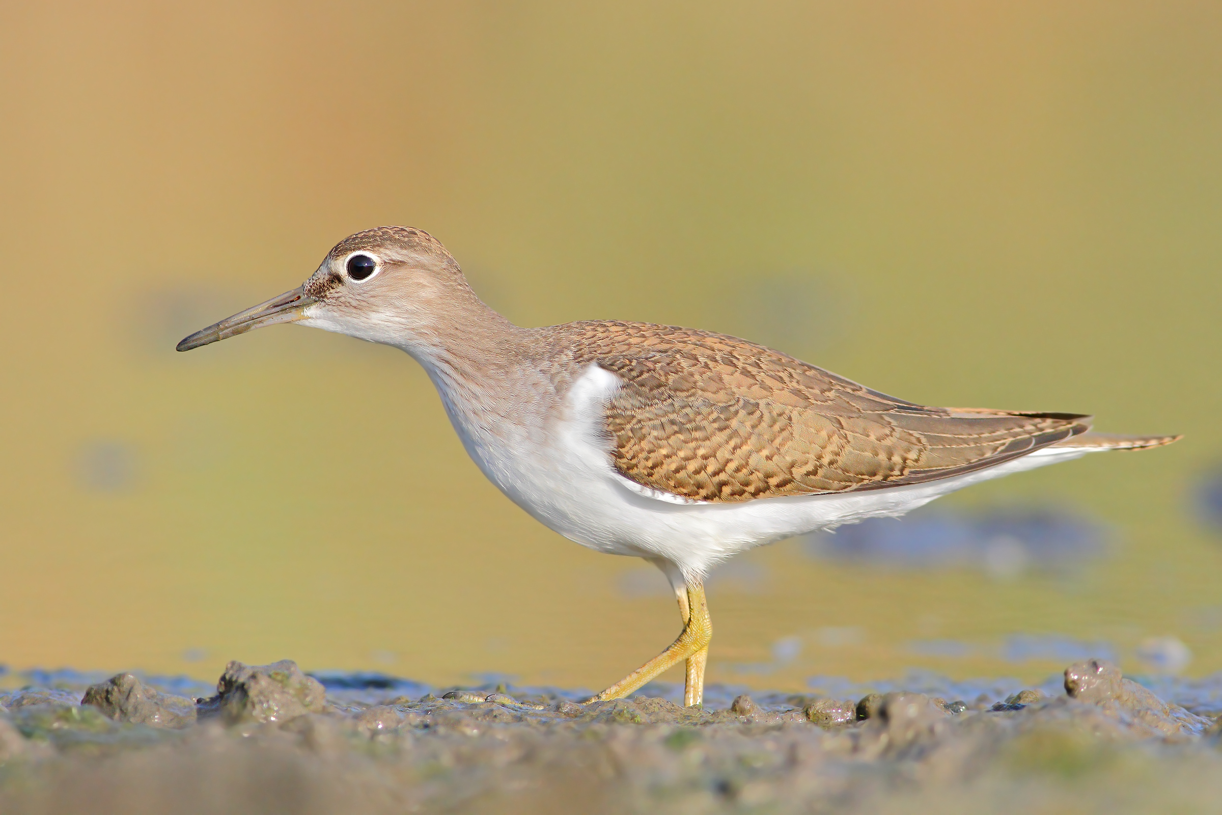 Small Sandpiper.