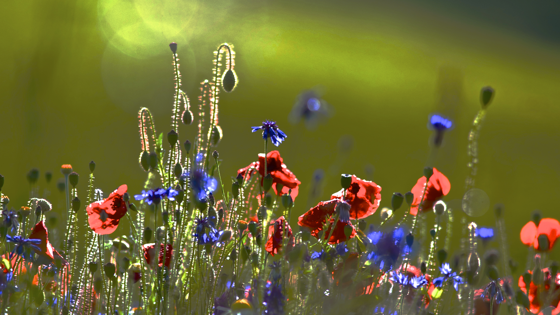Pian Grande di Castelluccio