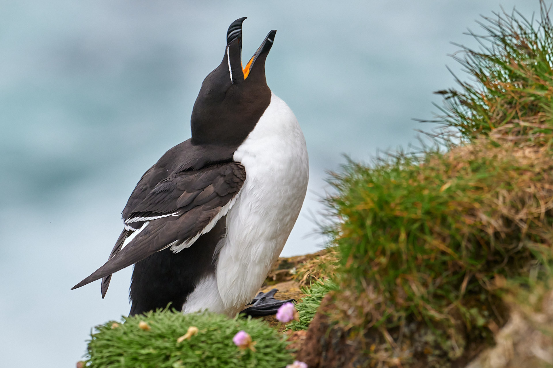 Razorbill