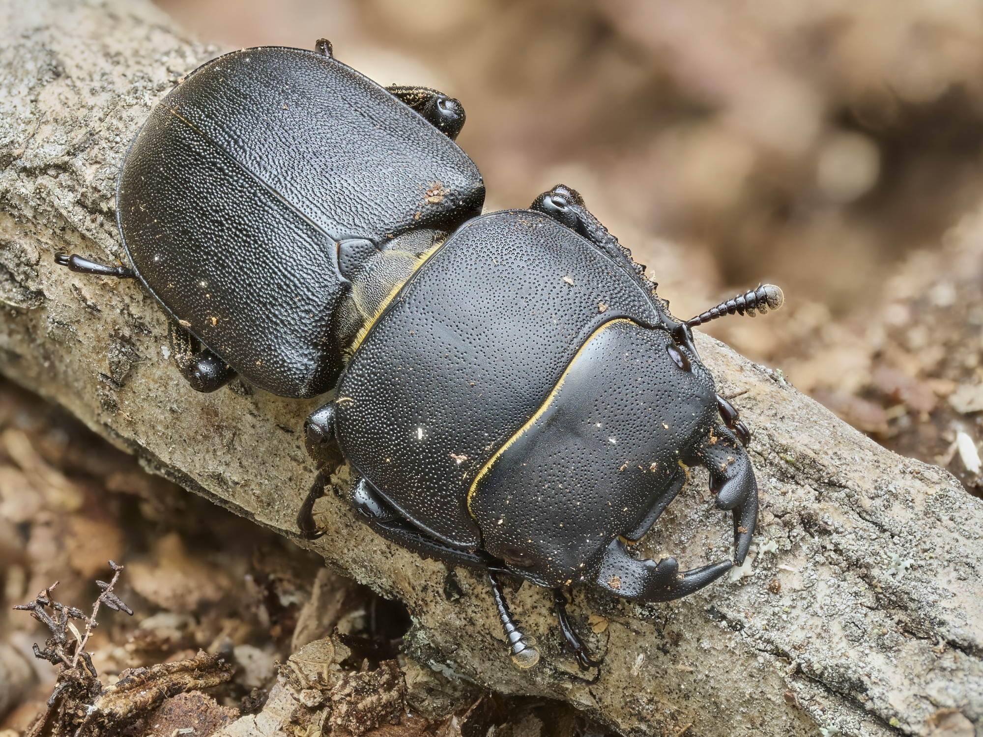 Dorcus parallelipipedus
