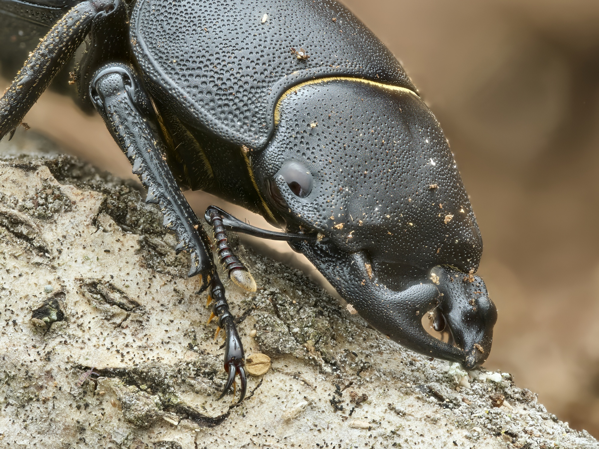 Dorcus parallelipipedus 2