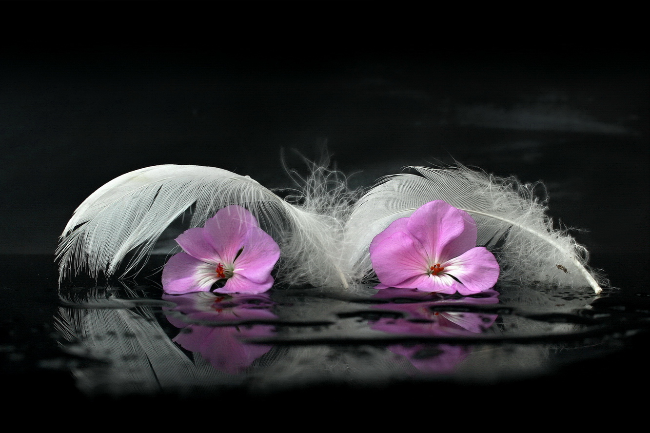 beneath swan feathers