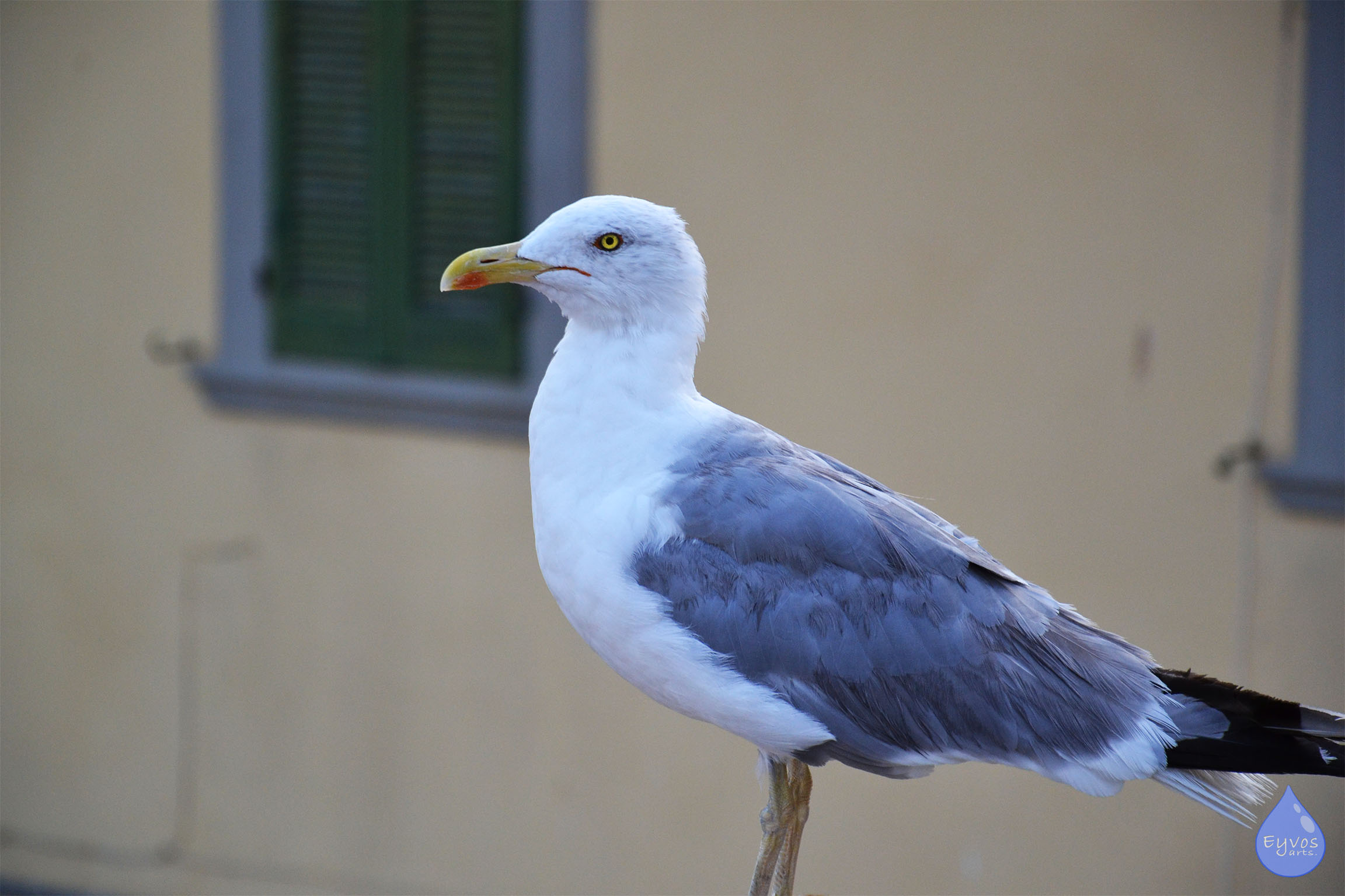 Seagull
