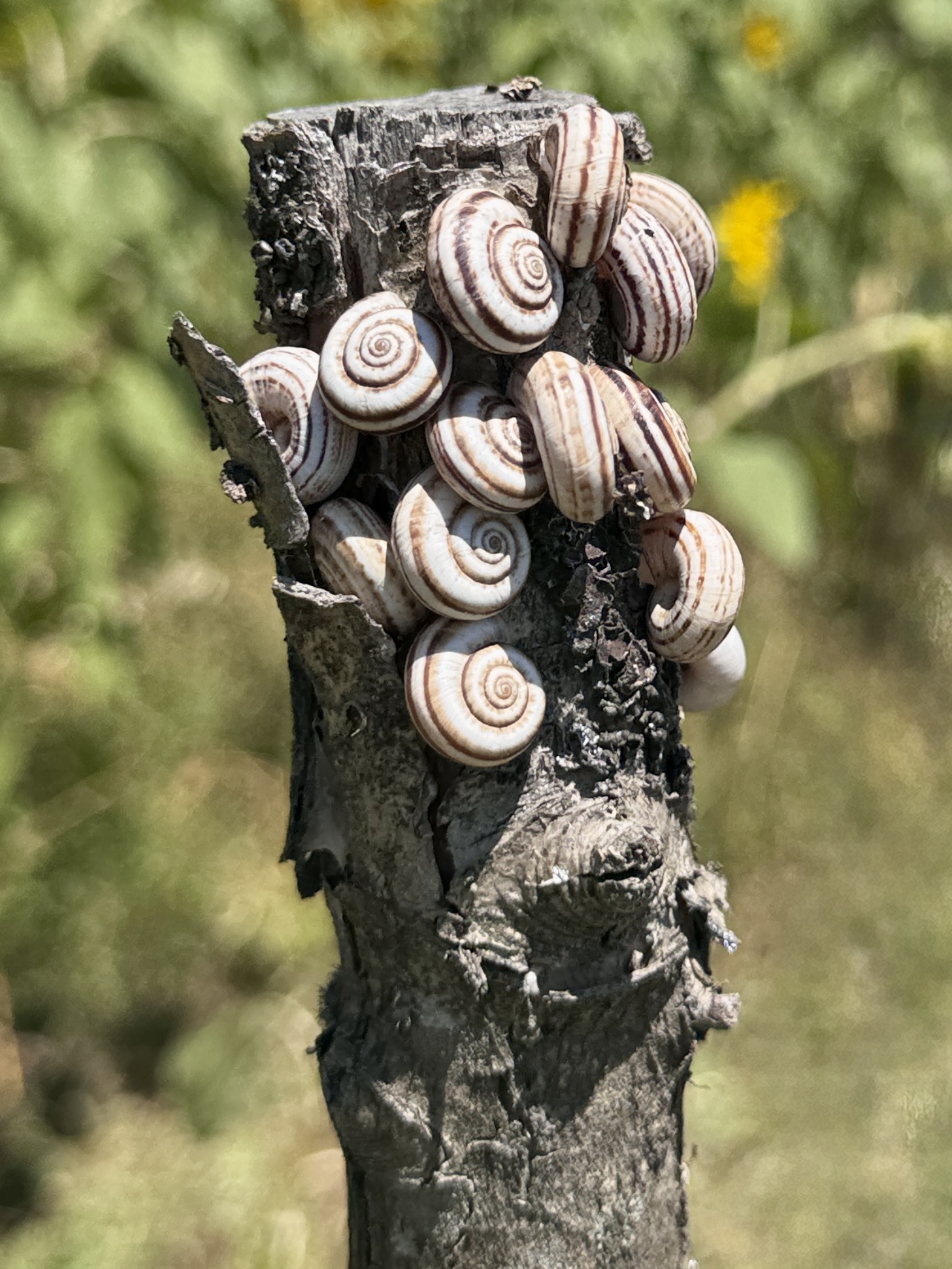 Natural Macro Snail