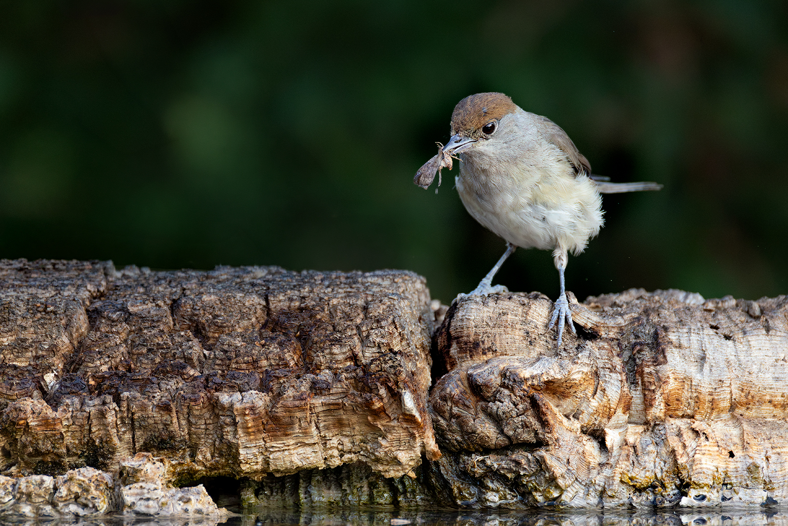 Blackcap