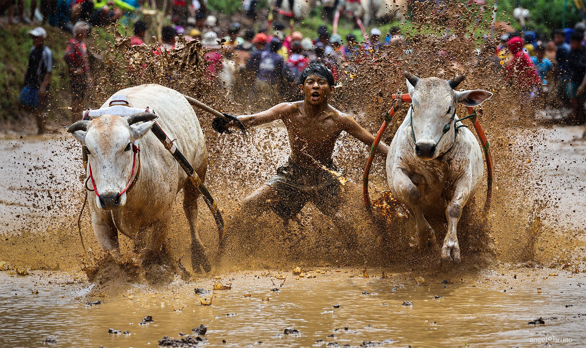 Pacu Jawi