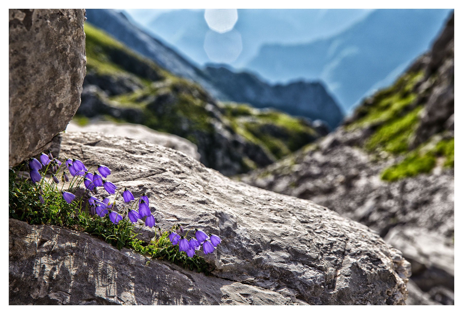 La forza della vita sfida ogni avversità.