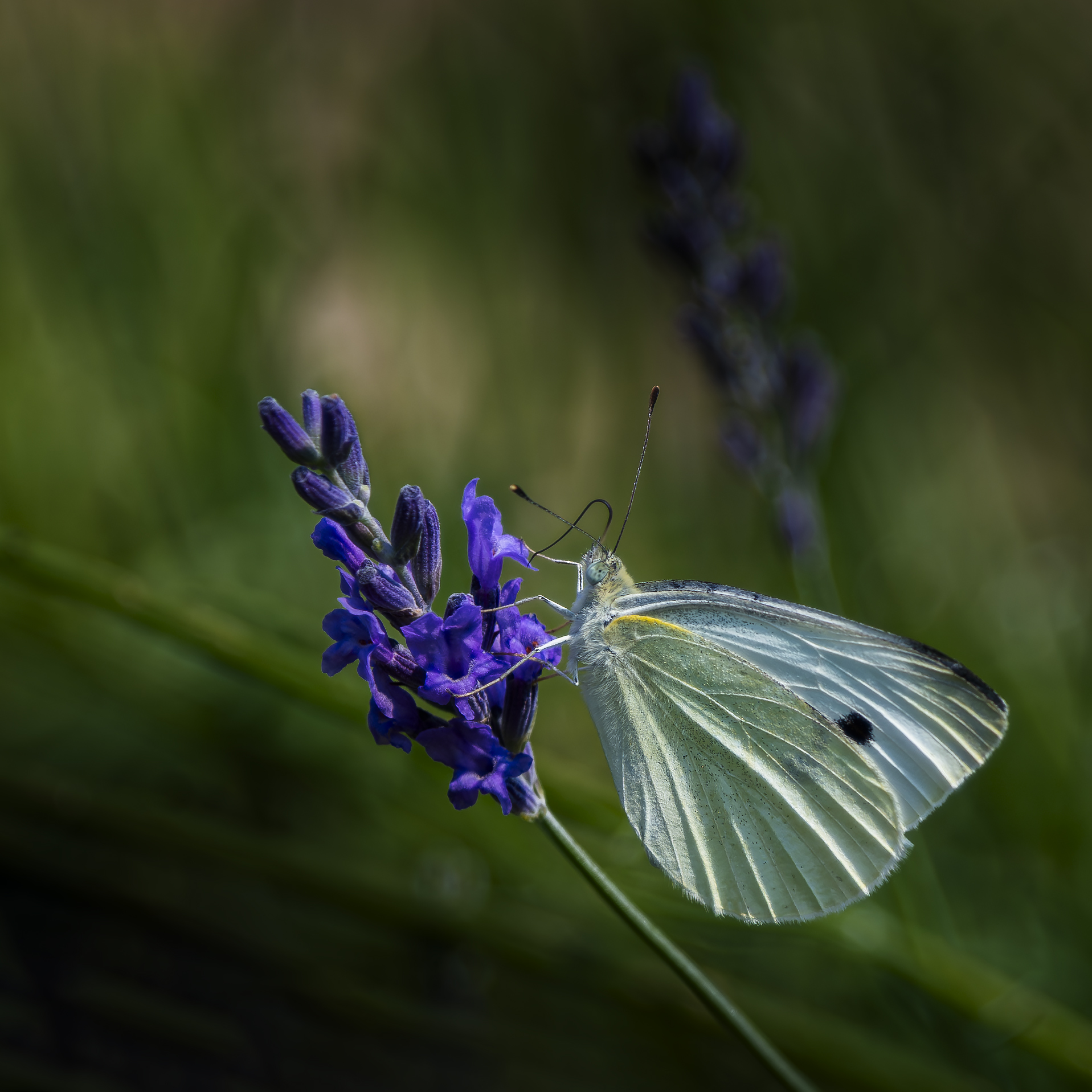 Just a butterfly