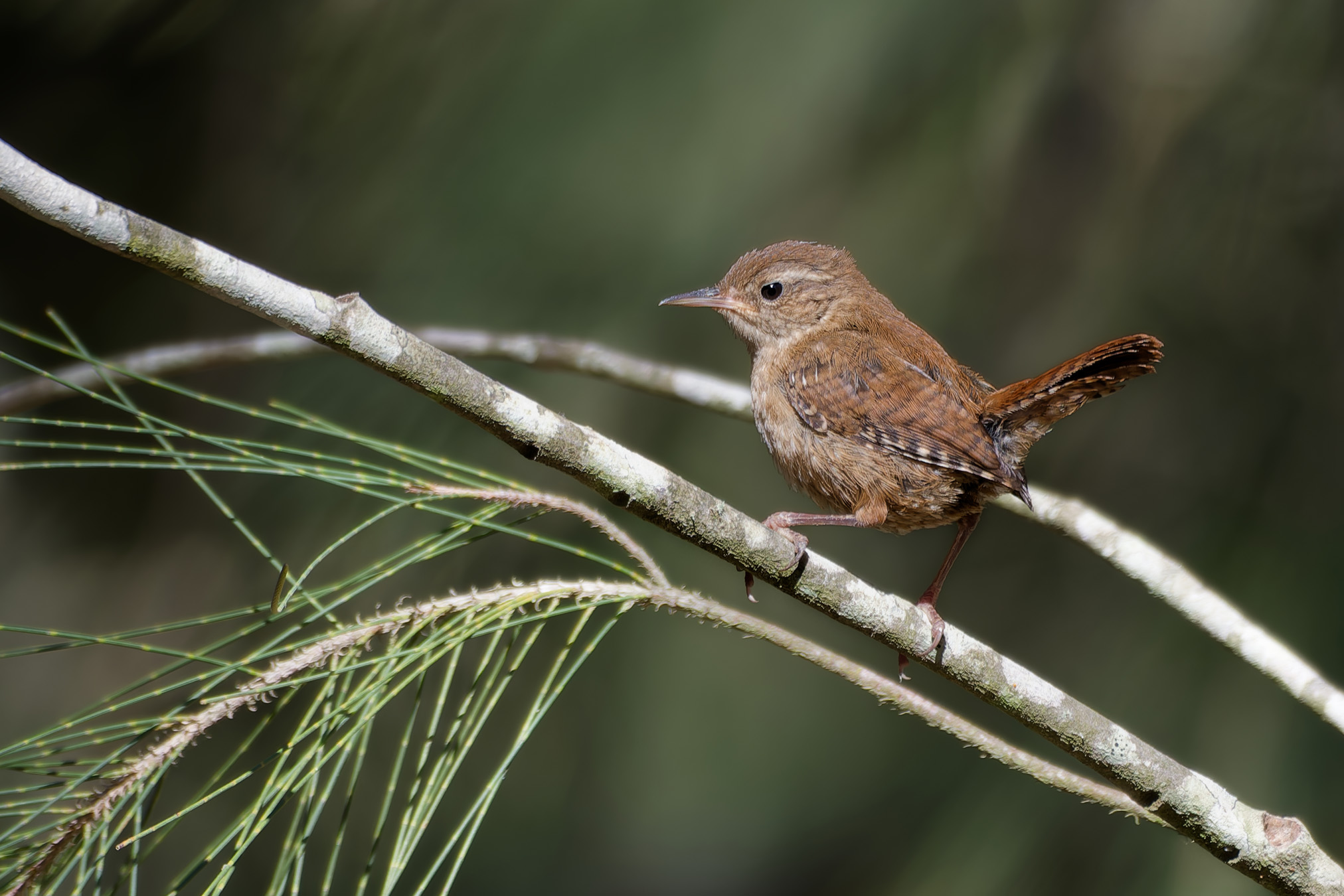 Eurasian wren