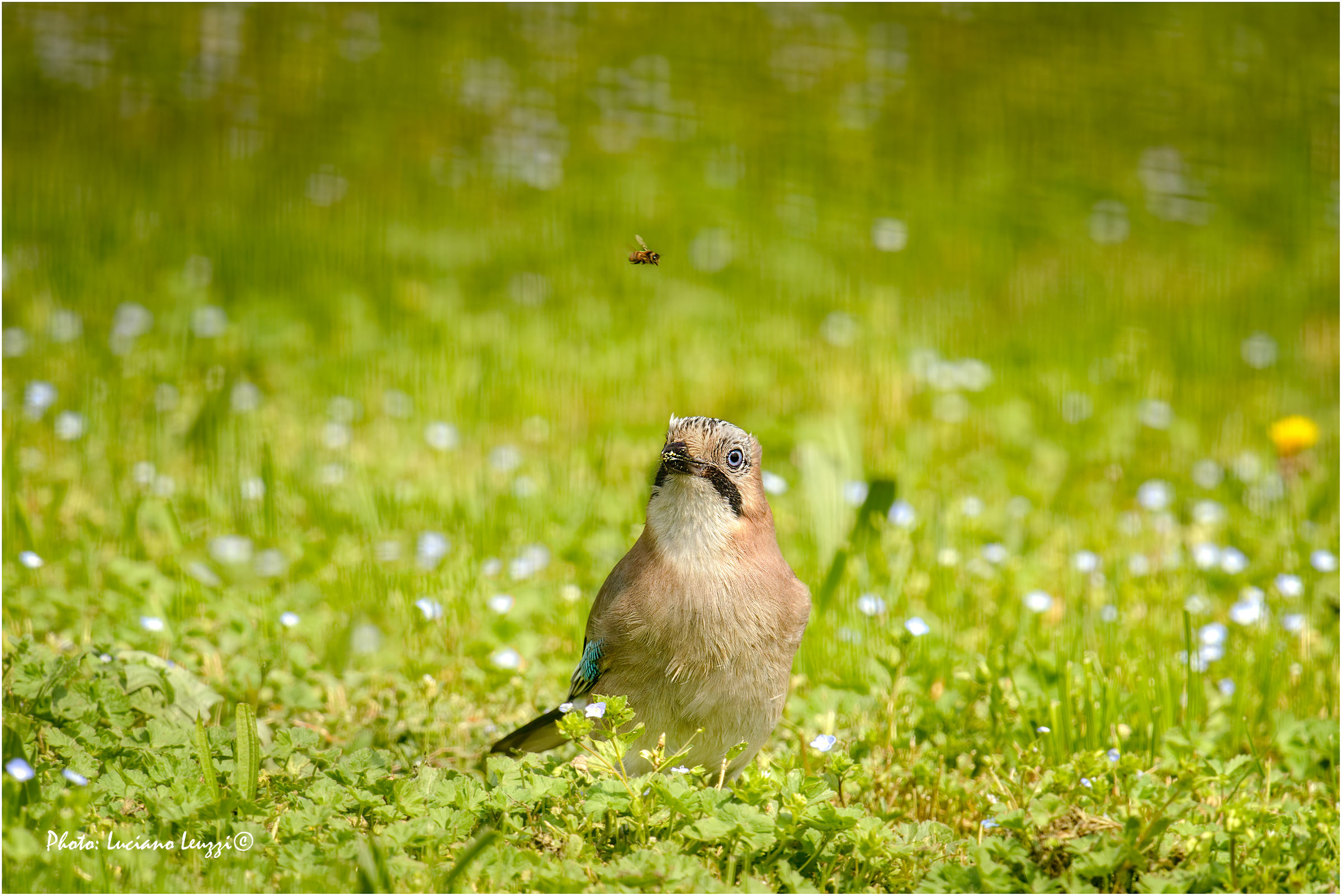 La ghiandaia e l'ape
