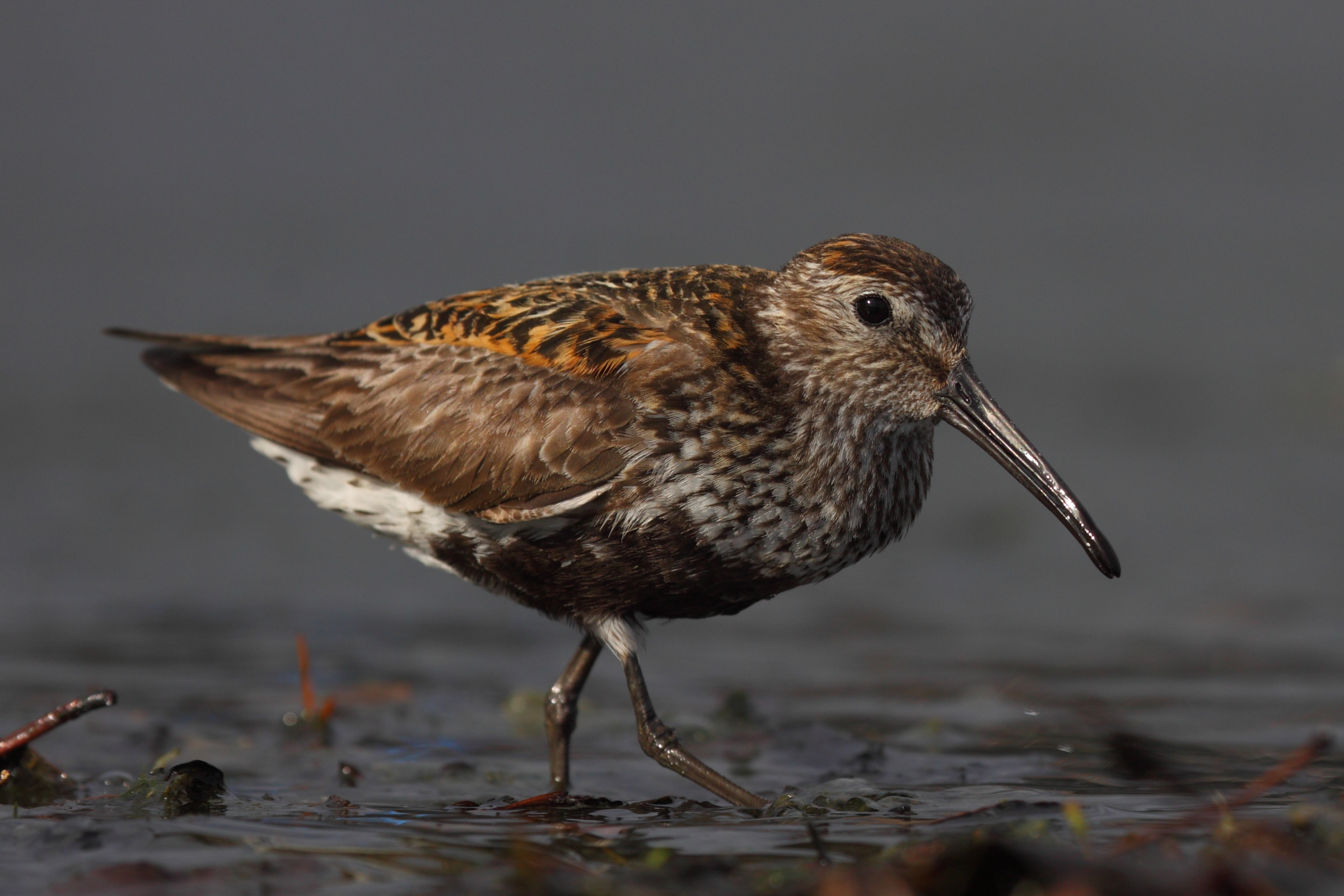 Dunlin