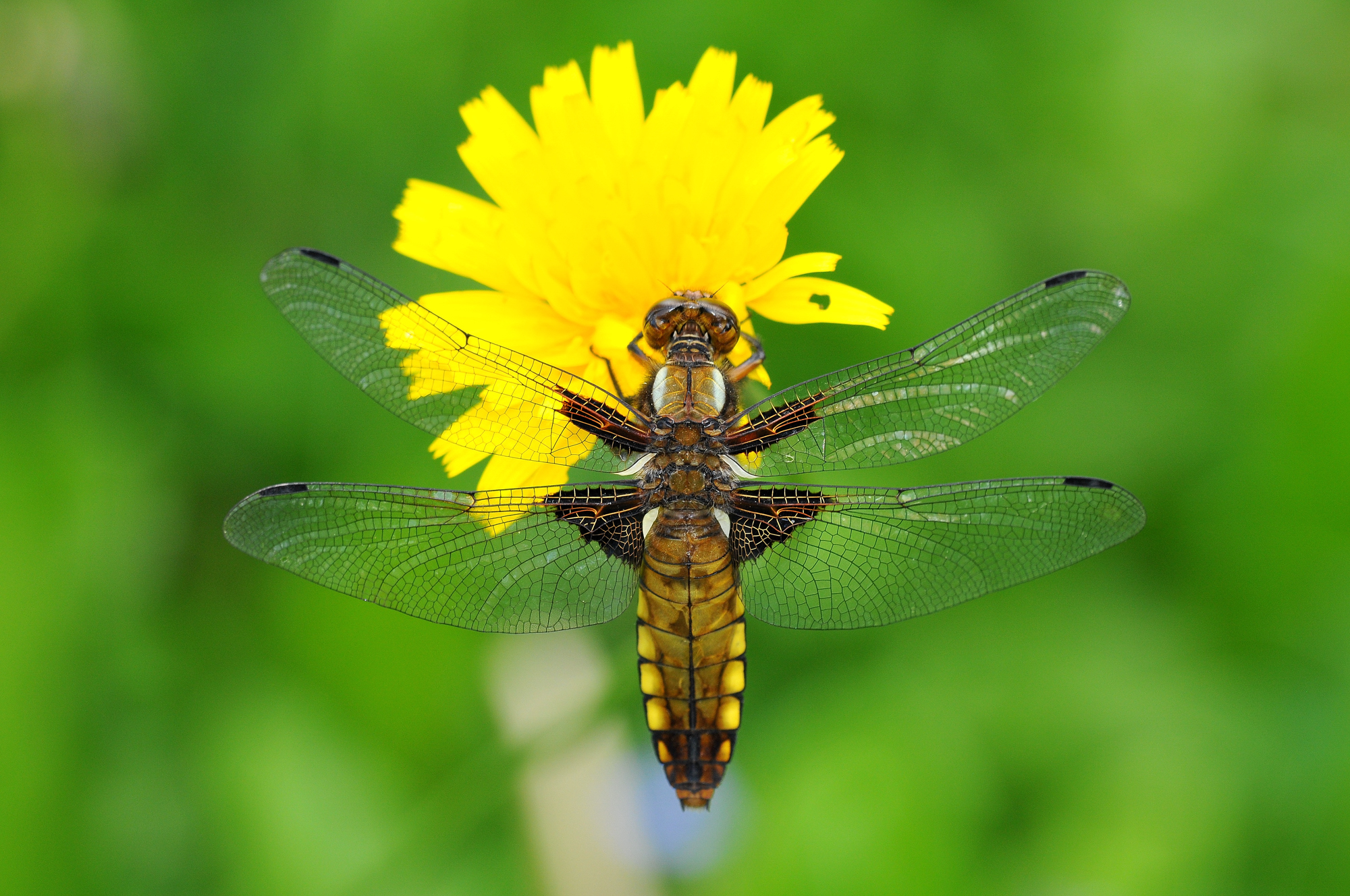 Libellula