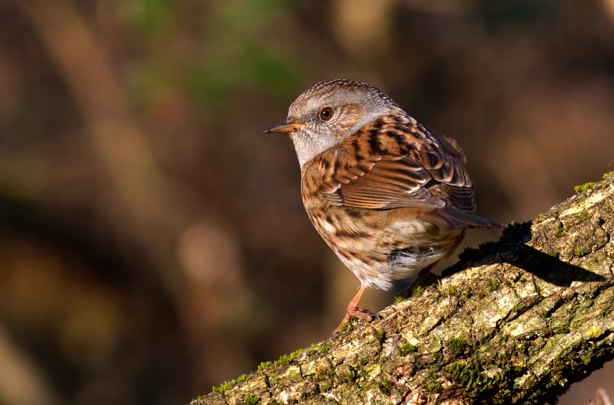 Dunnock