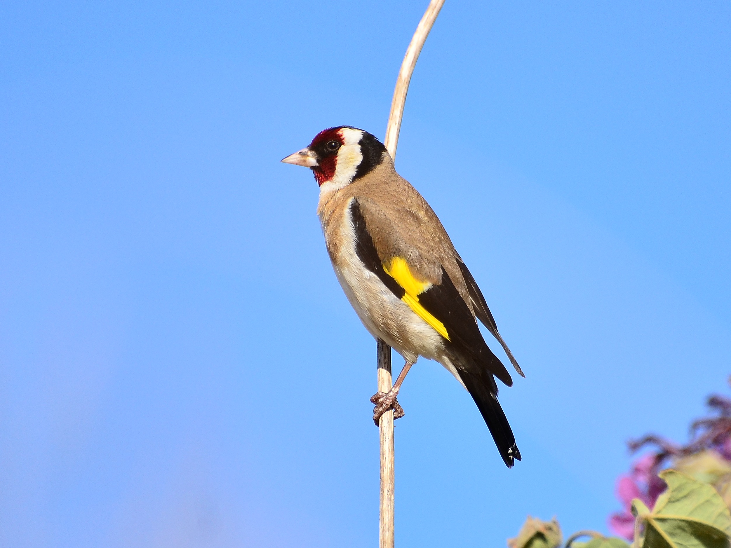 Goldfinch