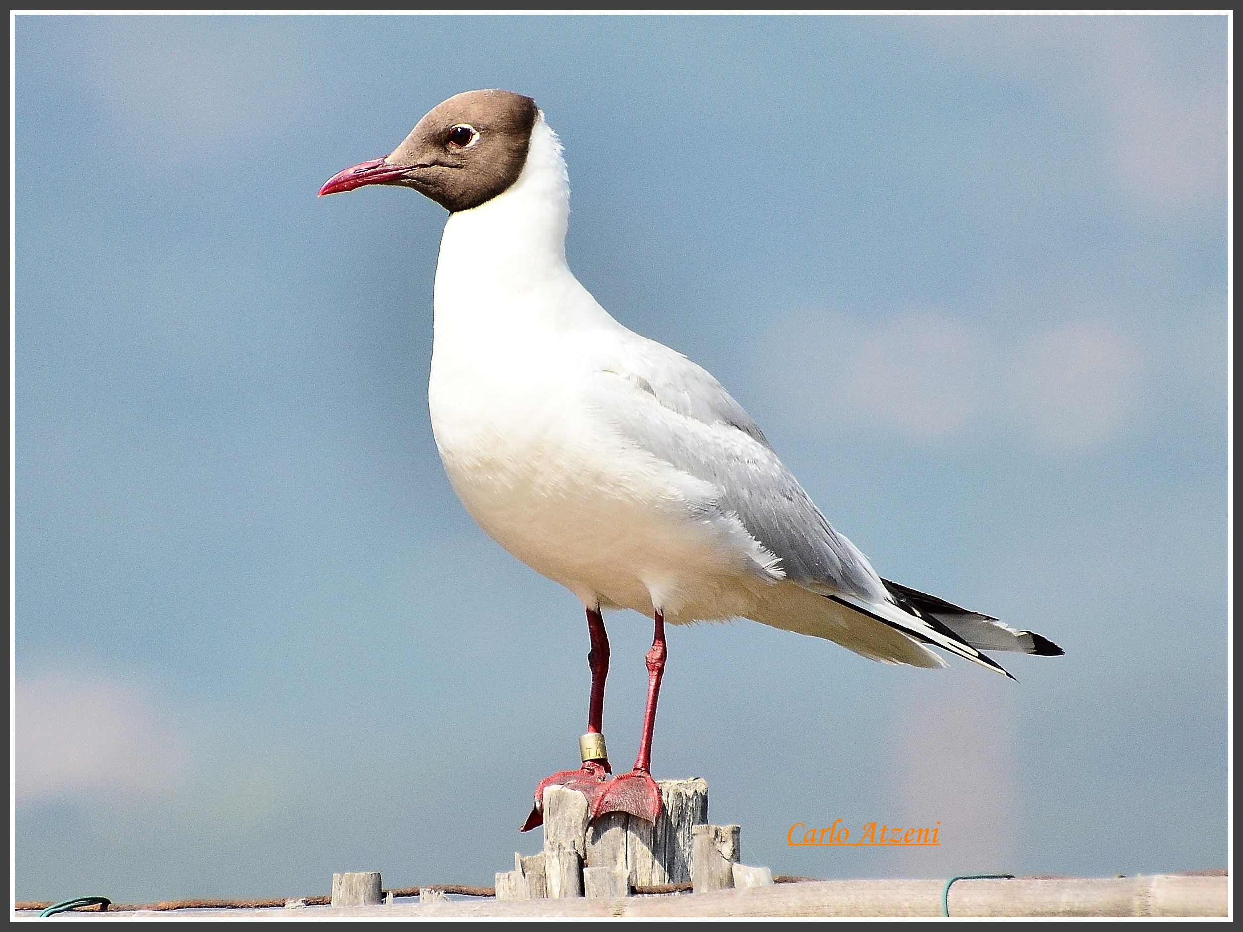 Black-headed Gull