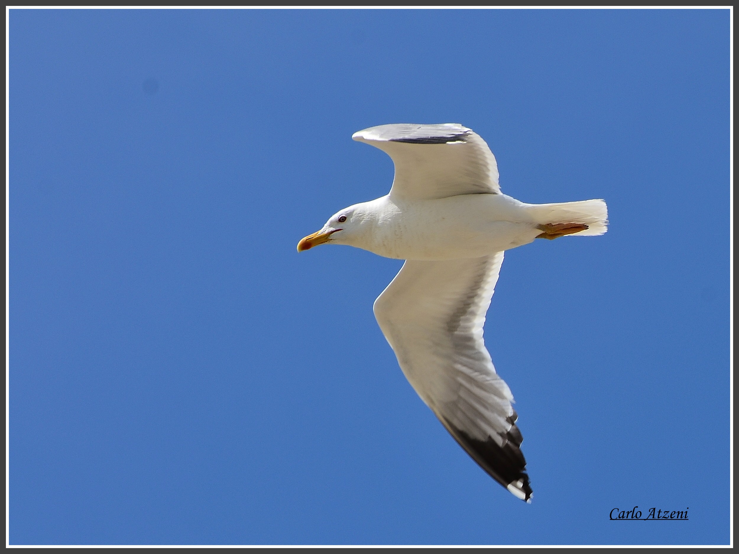 Gull