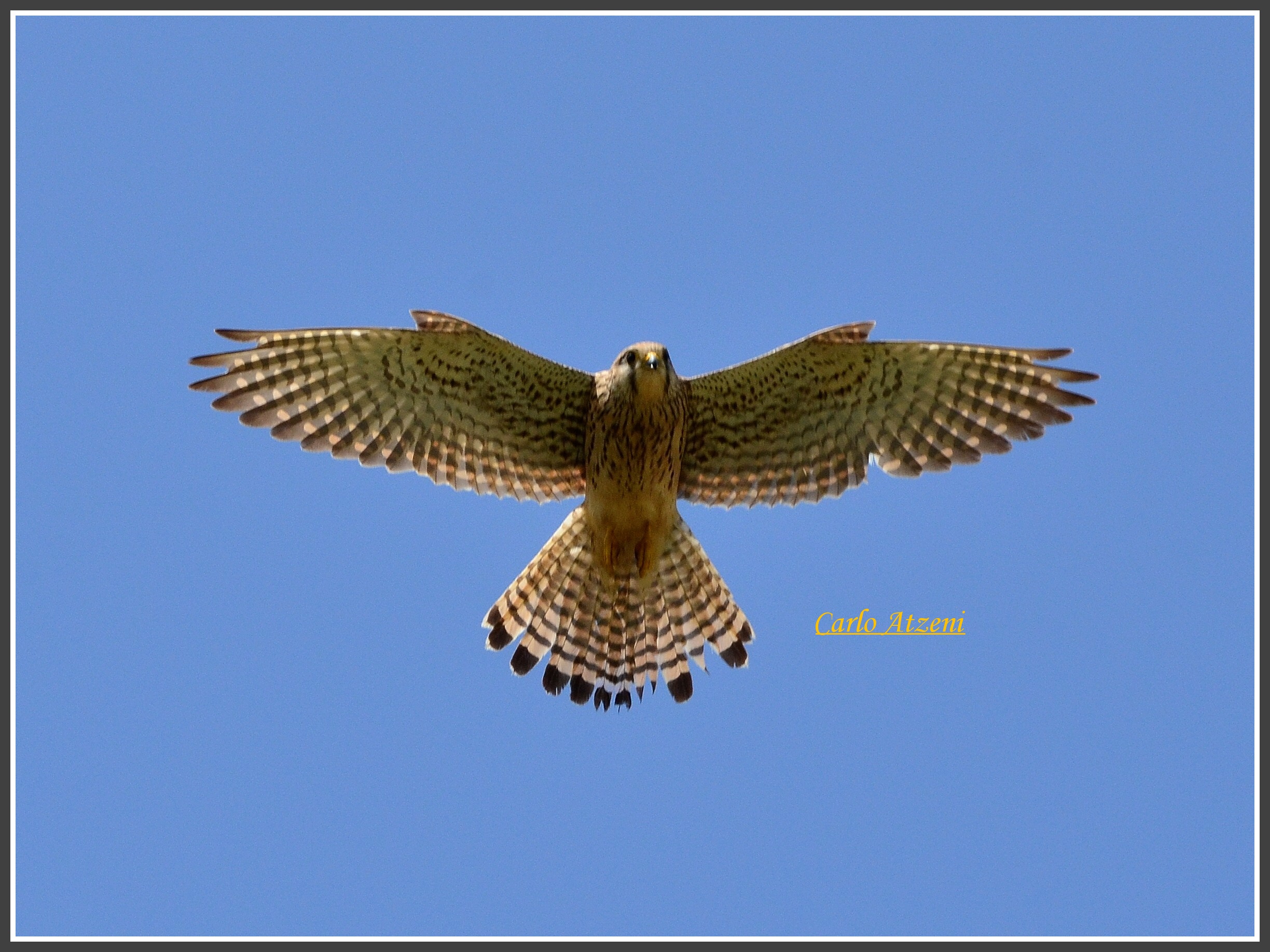 Kestrel