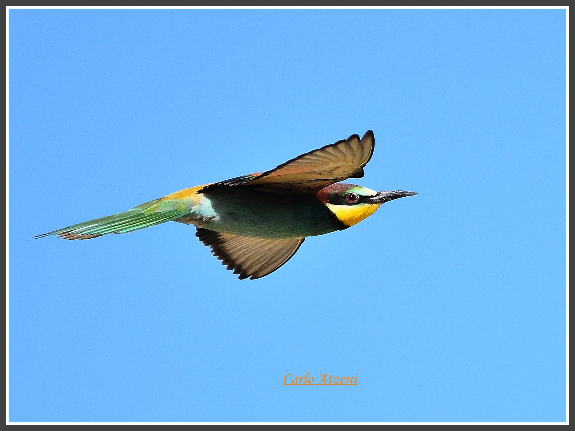 Bee-eater